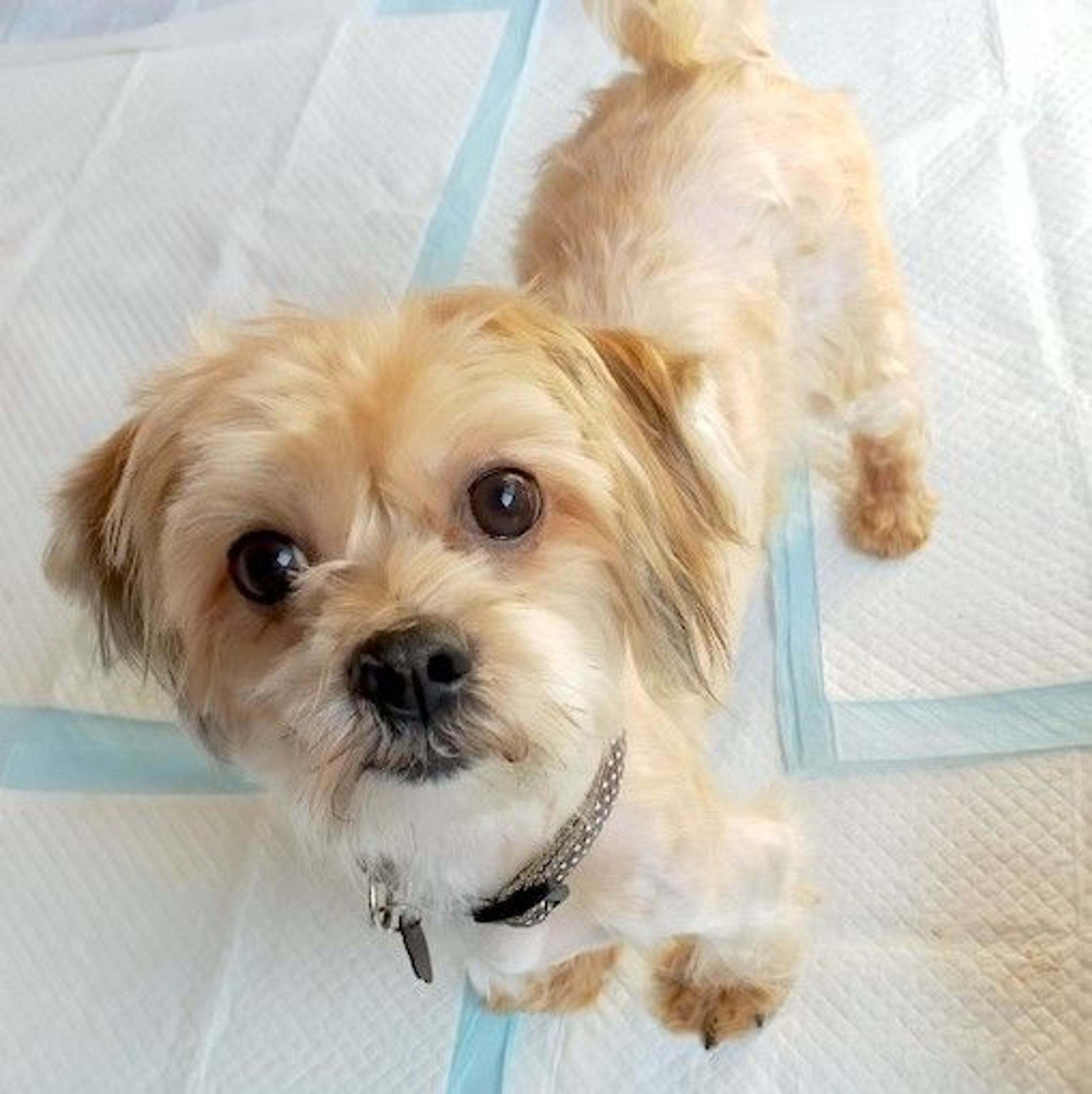 雑種（ミックス犬）・オスの里親募集の写真