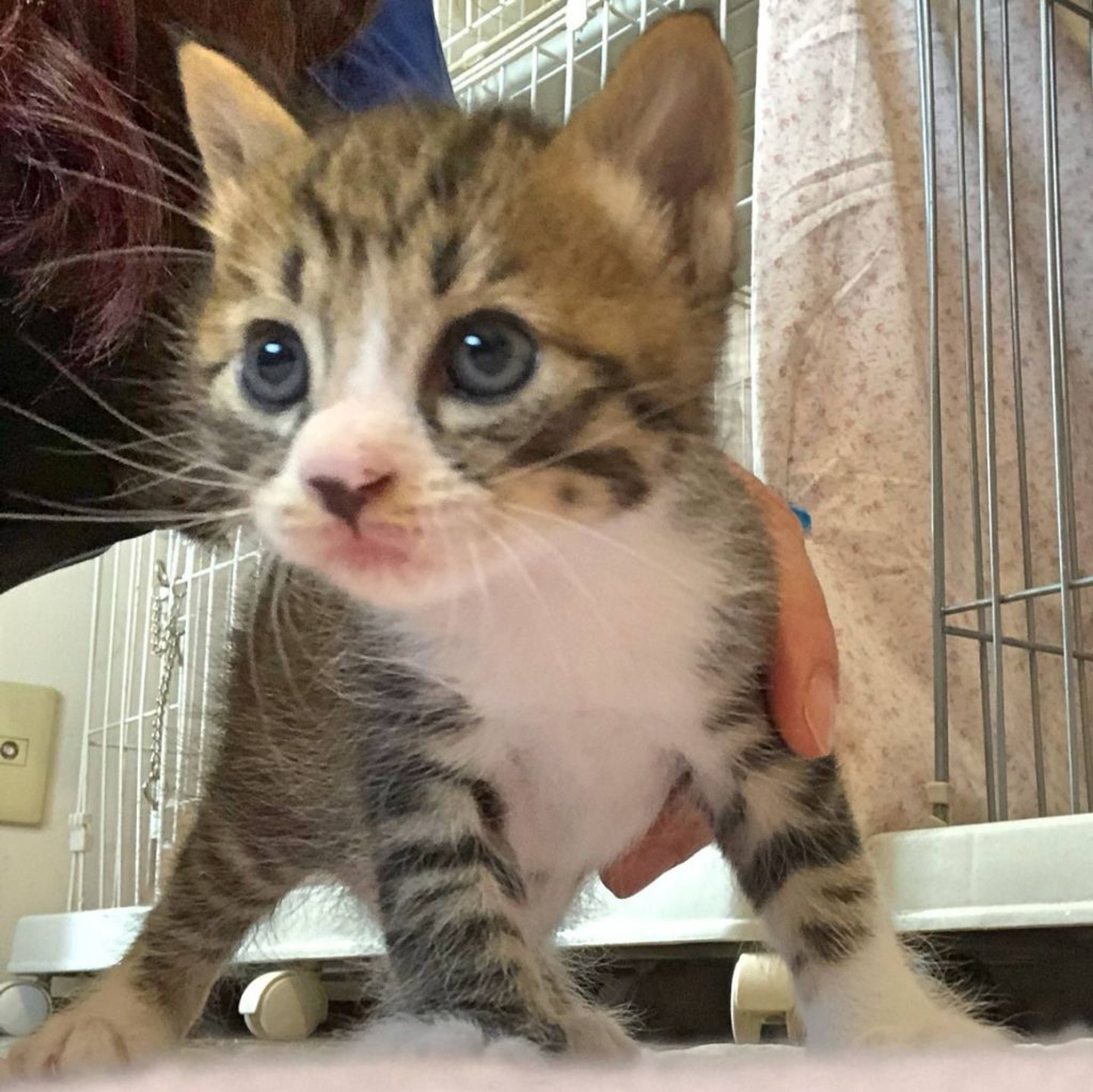 雑種（ミックス猫）・オスの里親募集の写真