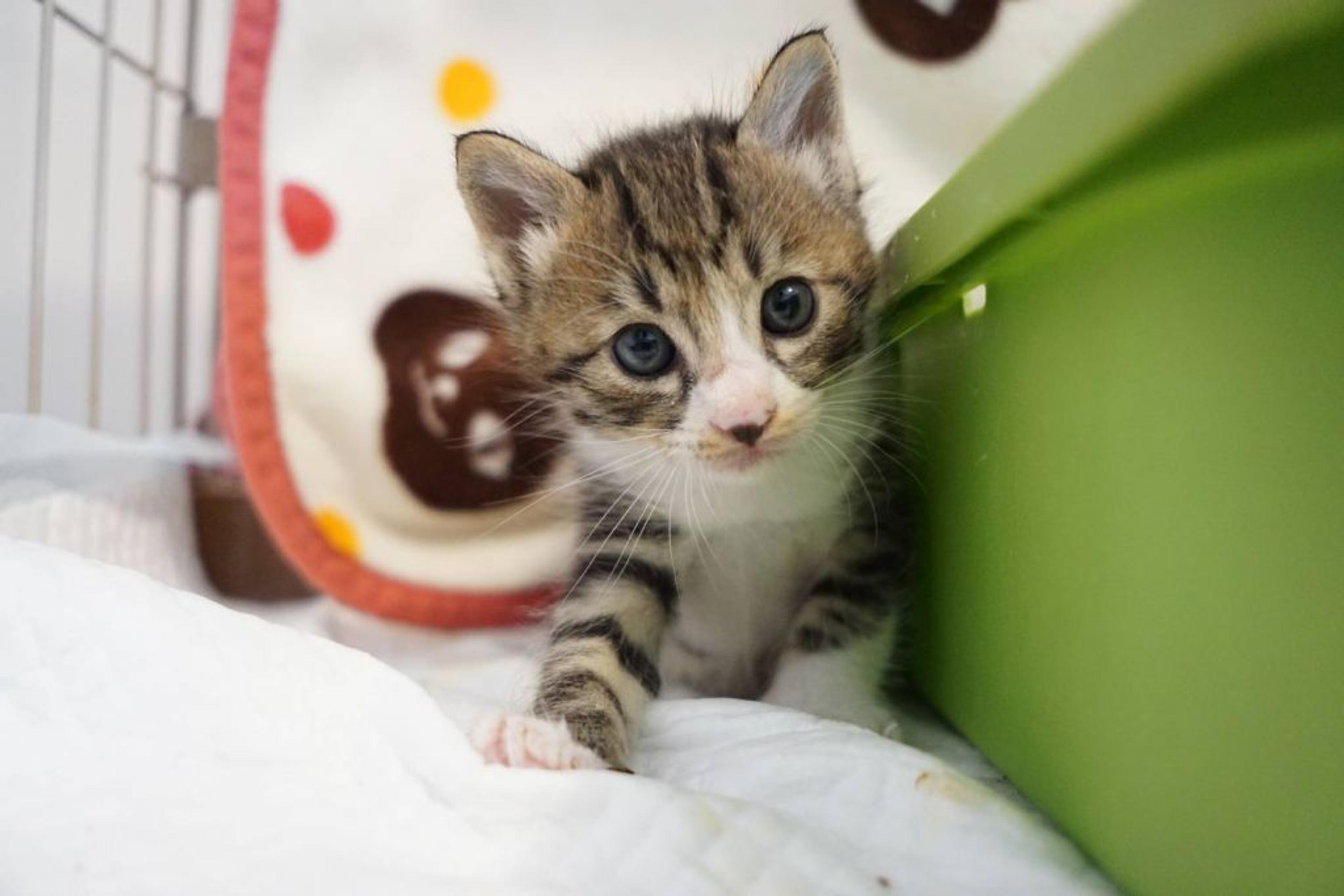 pet-image-2