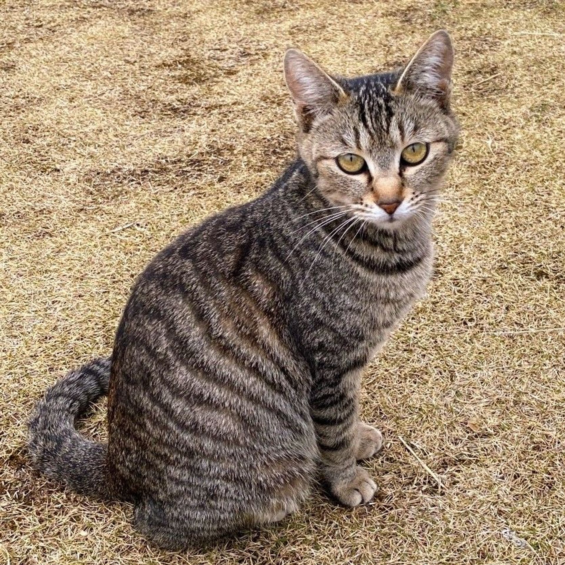 雑種（ミックス猫）・メスの里親募集の写真