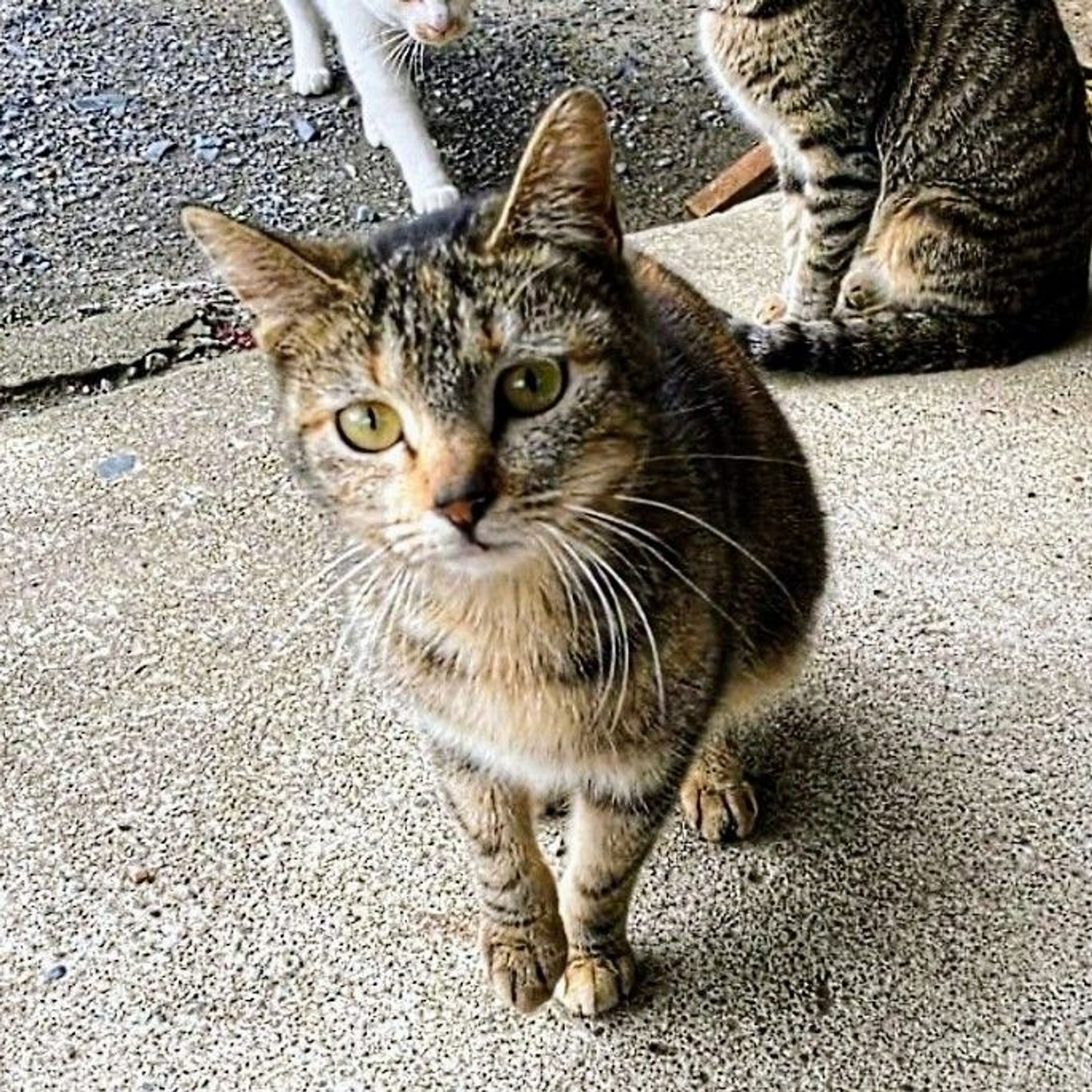 雑種（ミックス猫）・メスの里親募集の写真