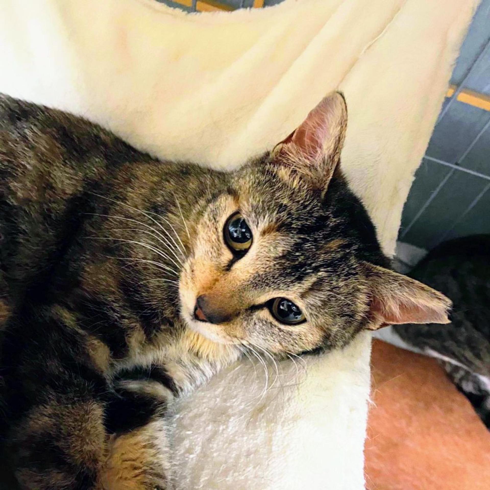 pet-image-2