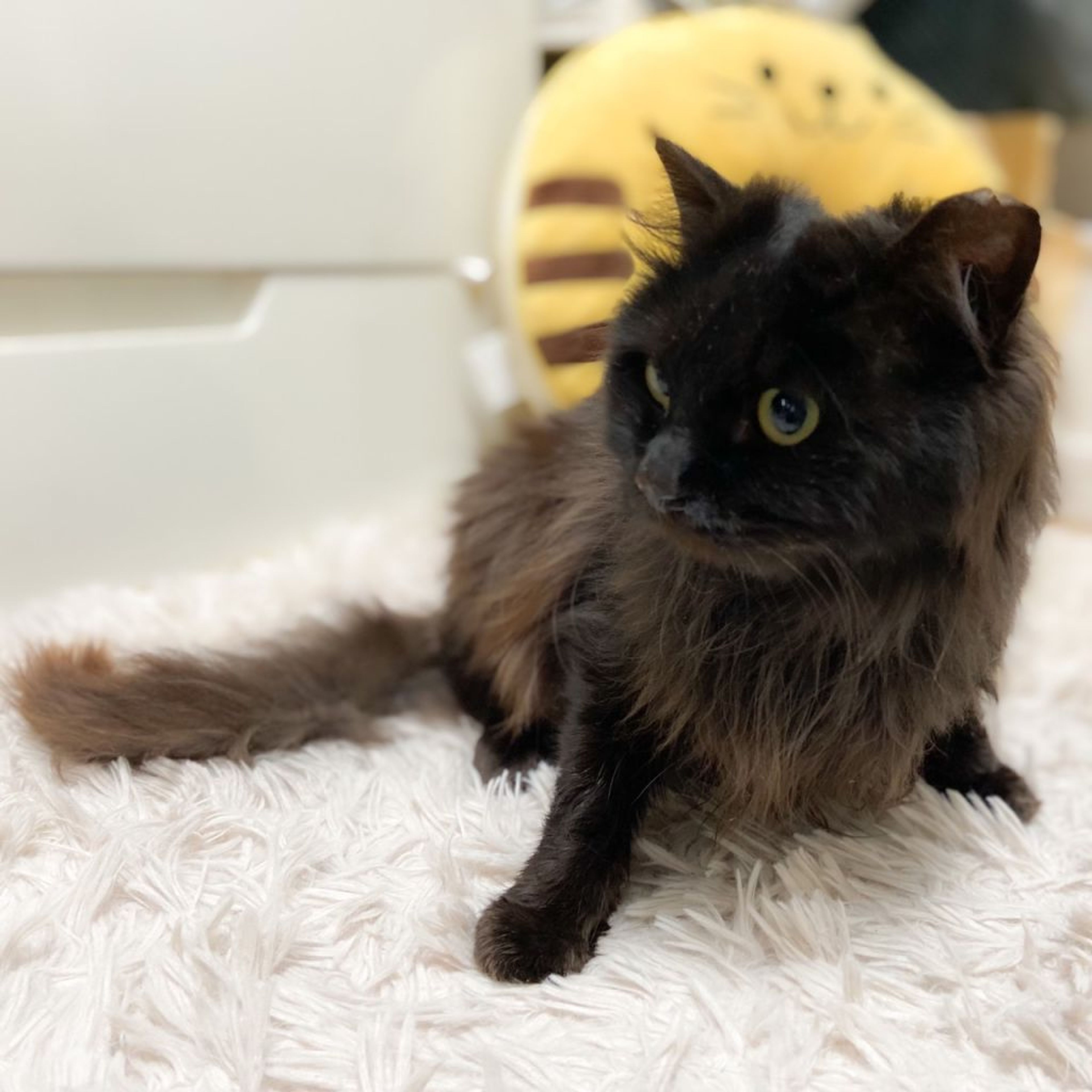 pet-image-4