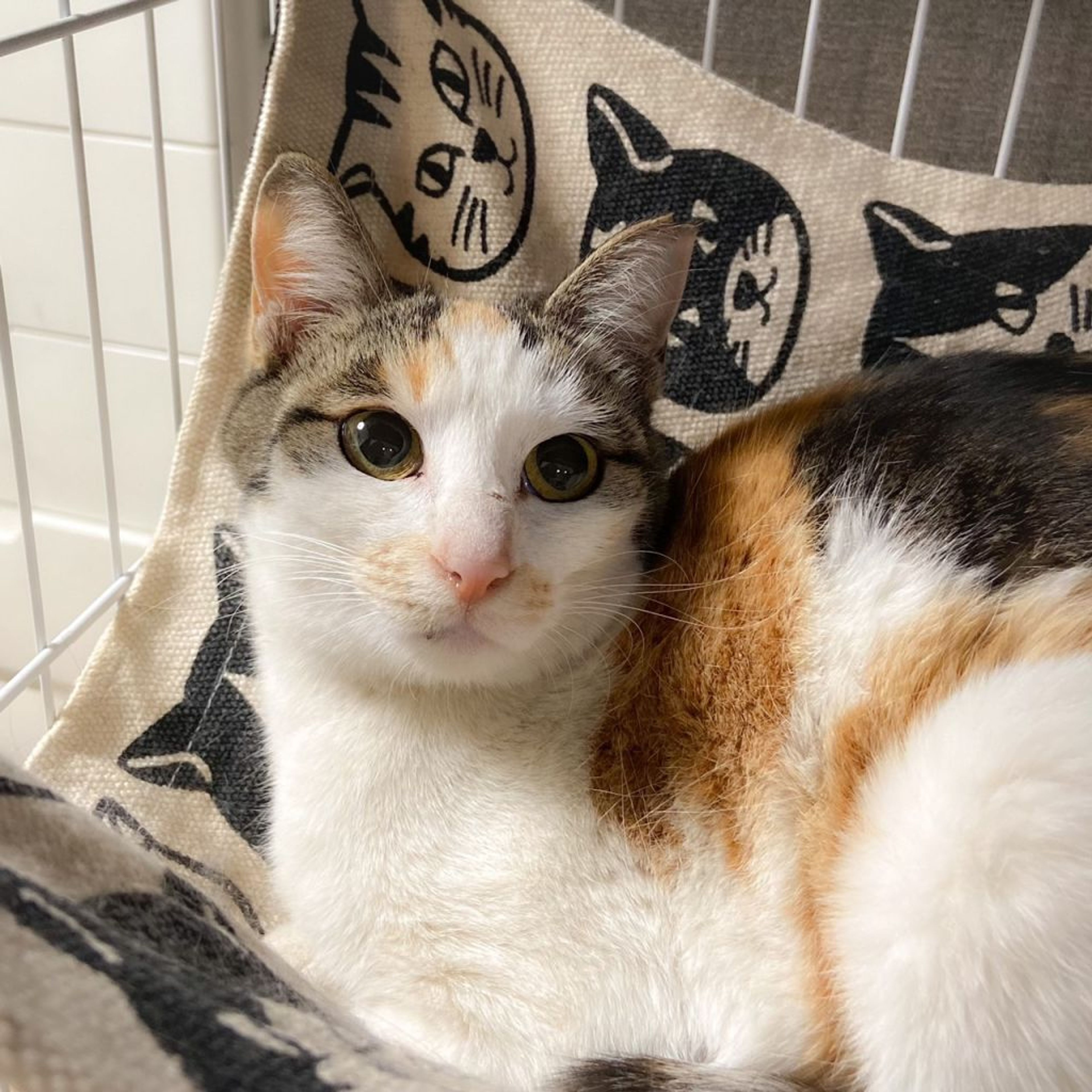 pet-image-2