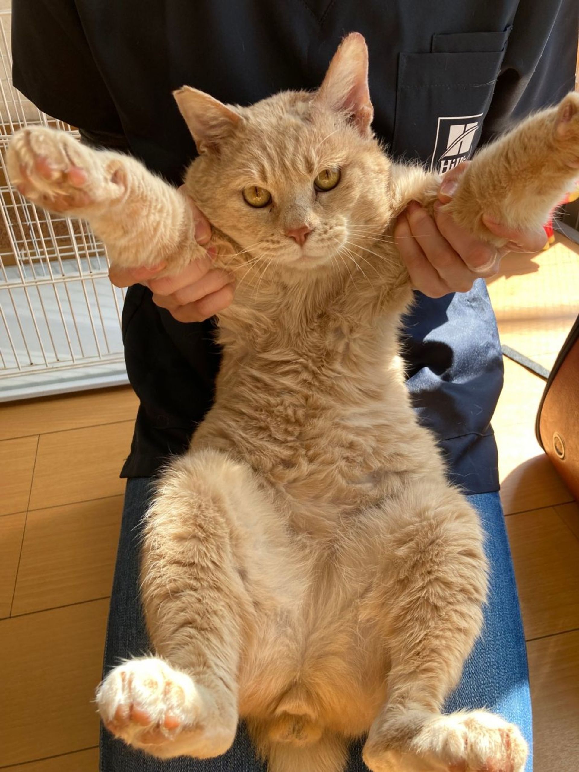 雑種（ミックス猫）・オスの里親募集の写真