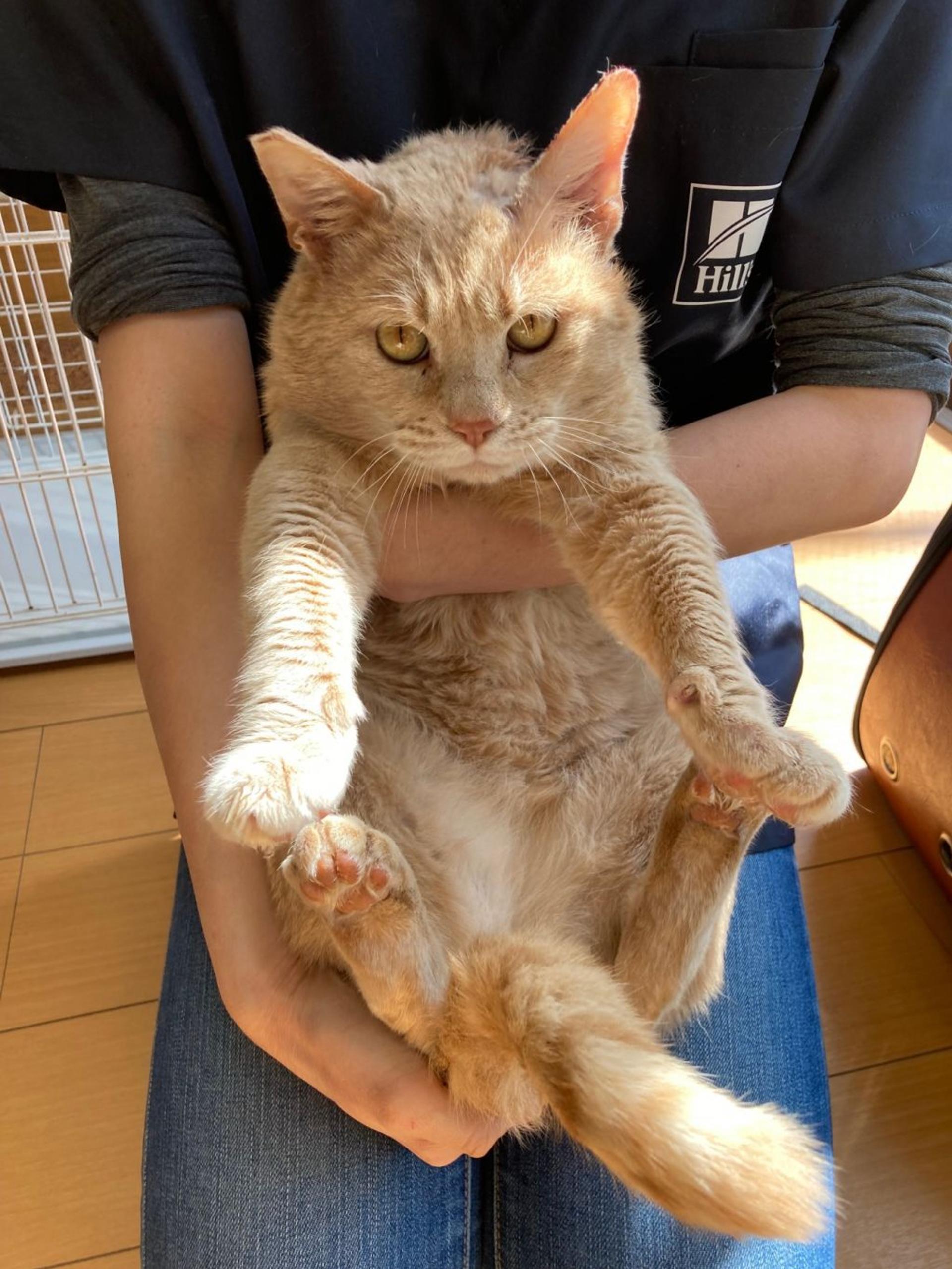 pet-image-2