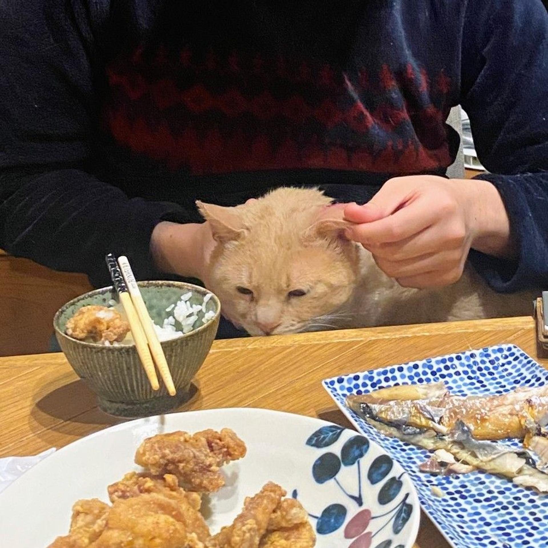 pet-image-4