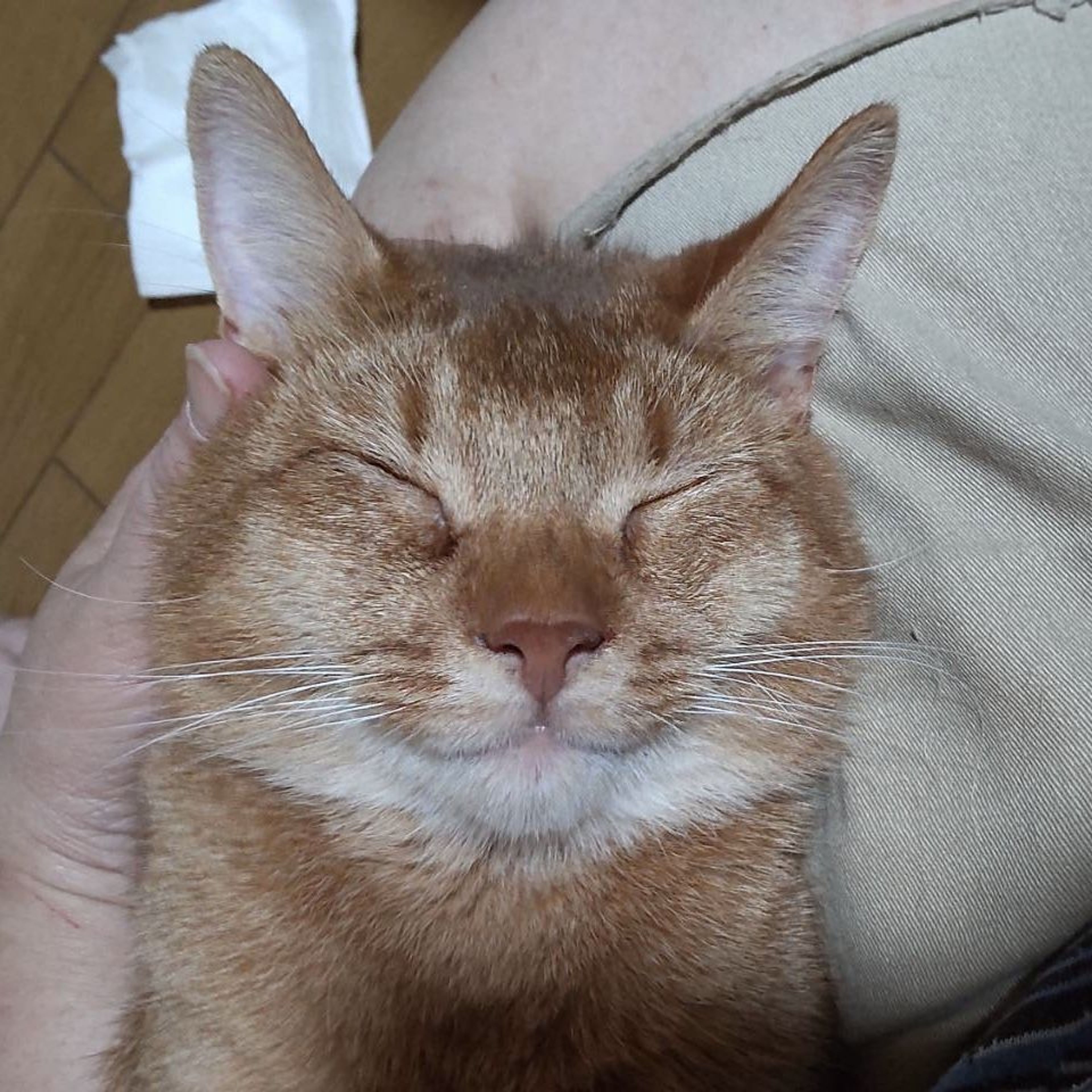 アビシニアン・オスの里親募集の写真