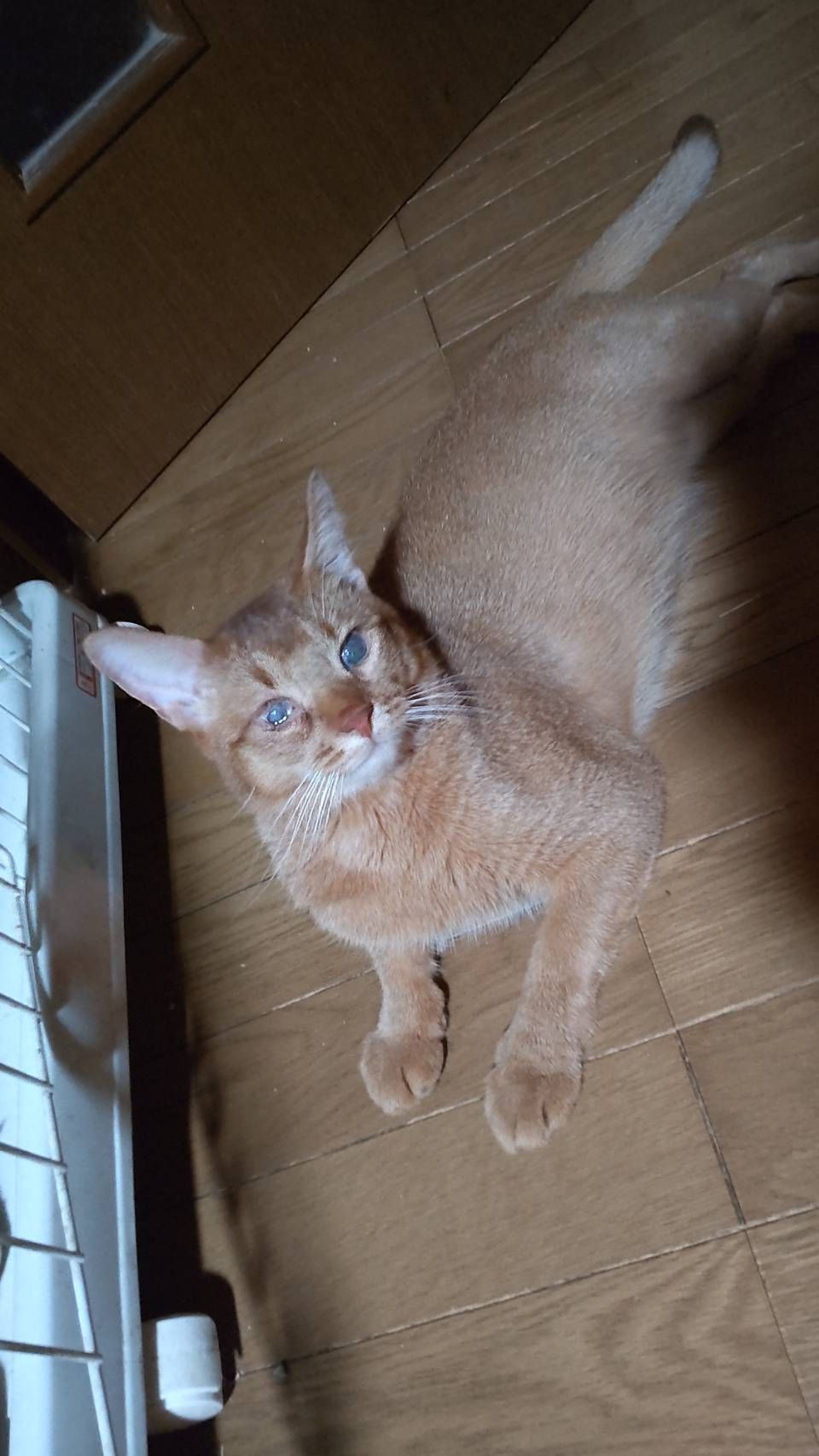 pet-image-2