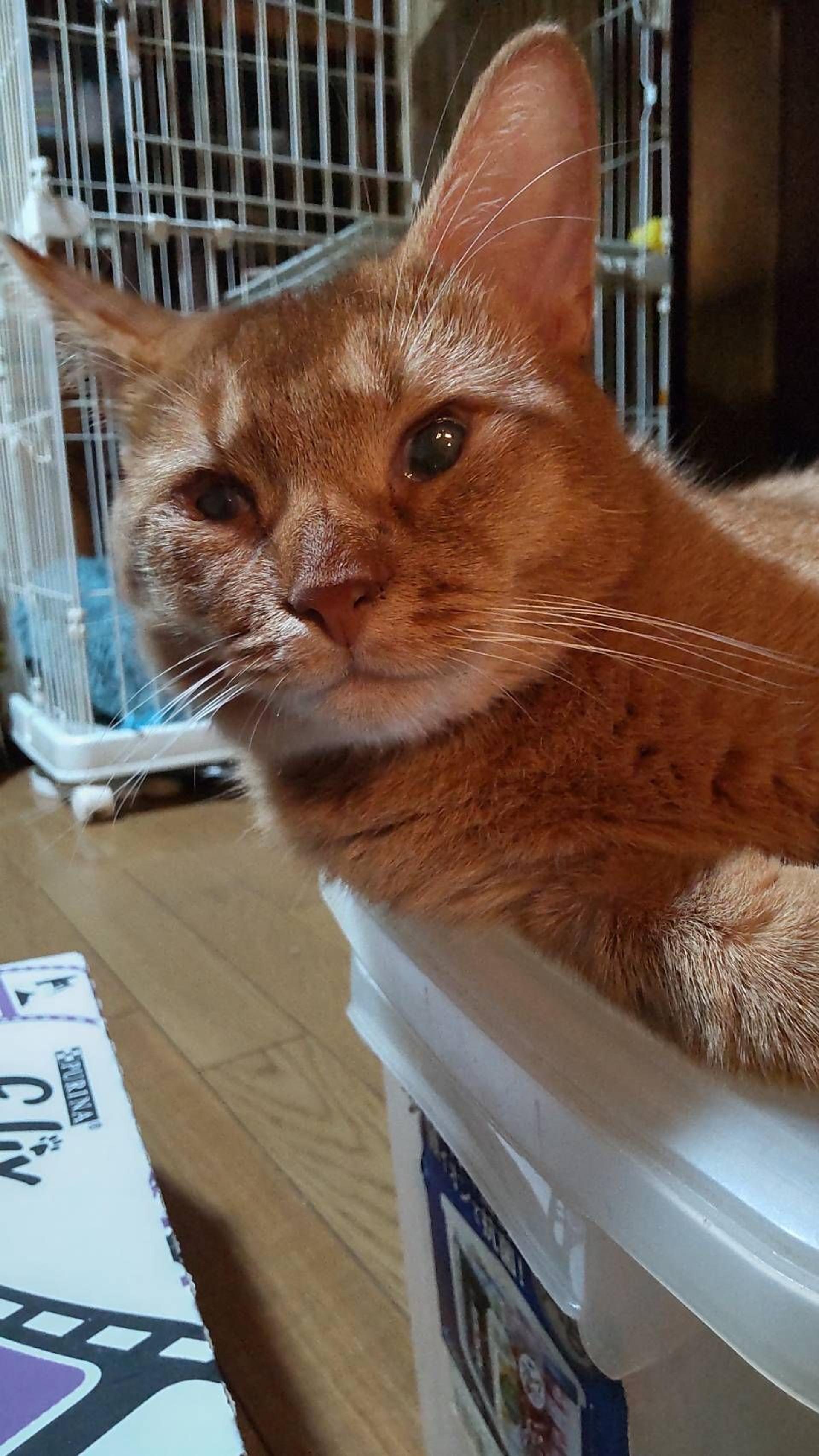 pet-image-3