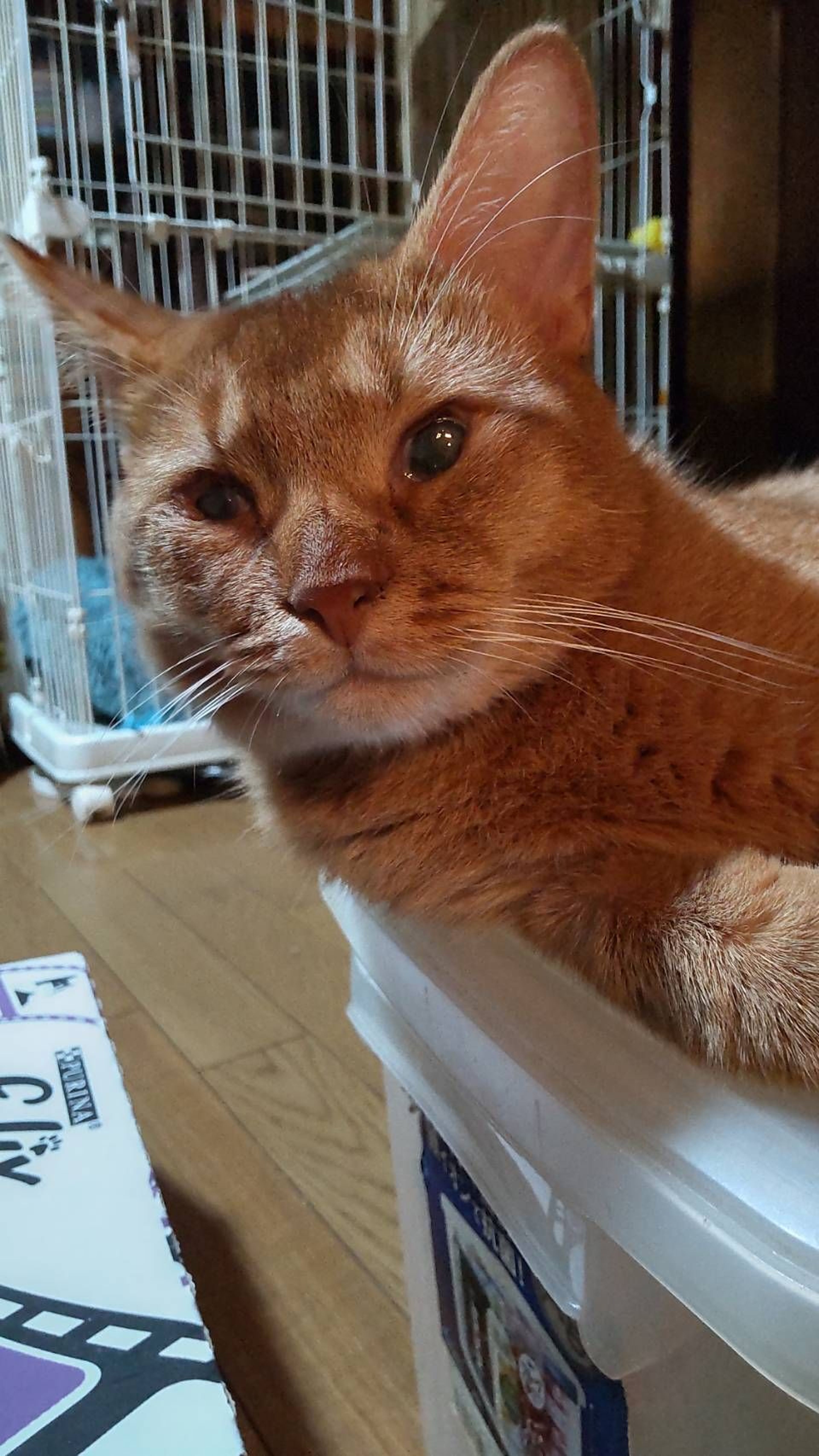 pet-image-3