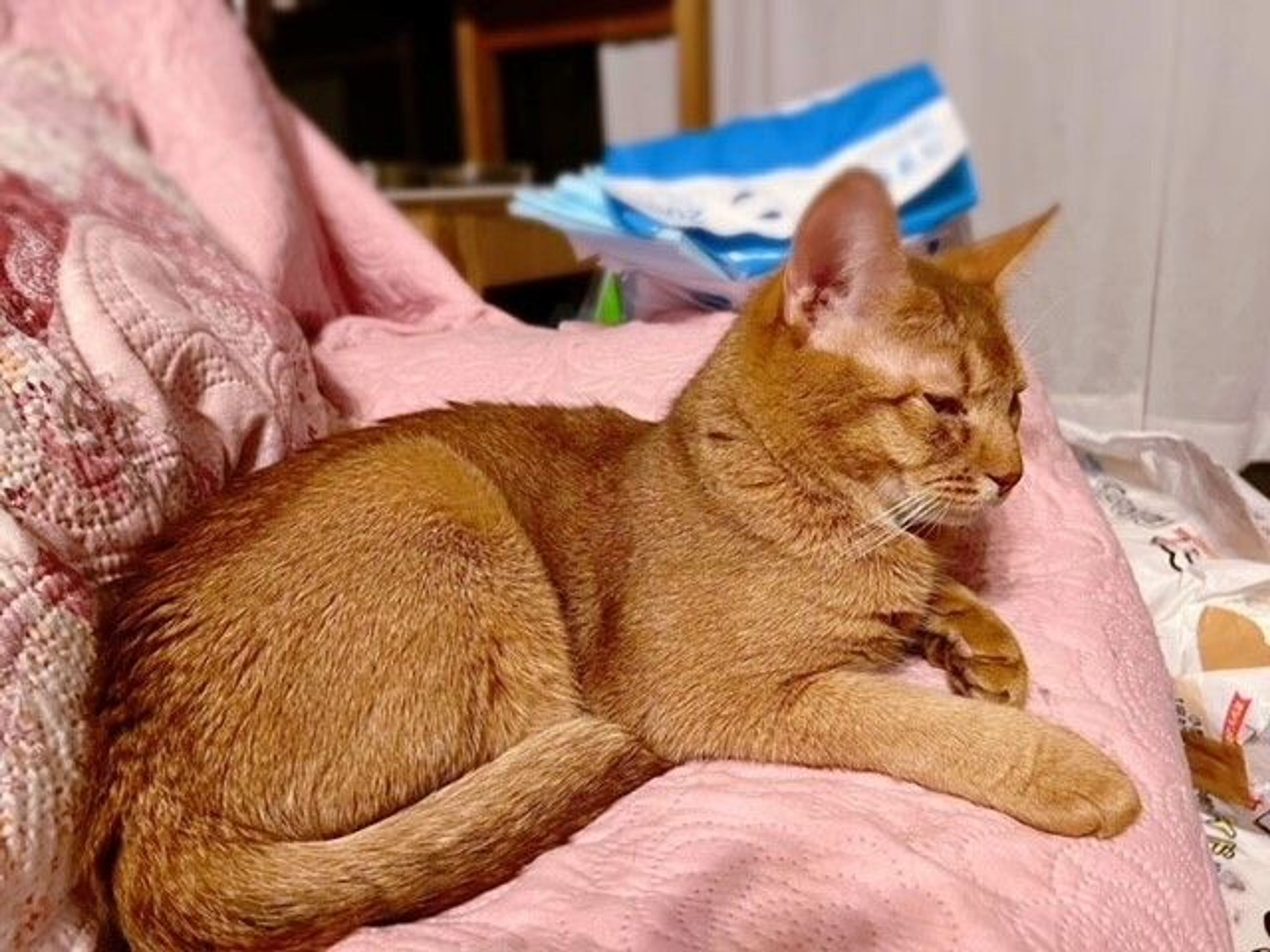 pet-image-4