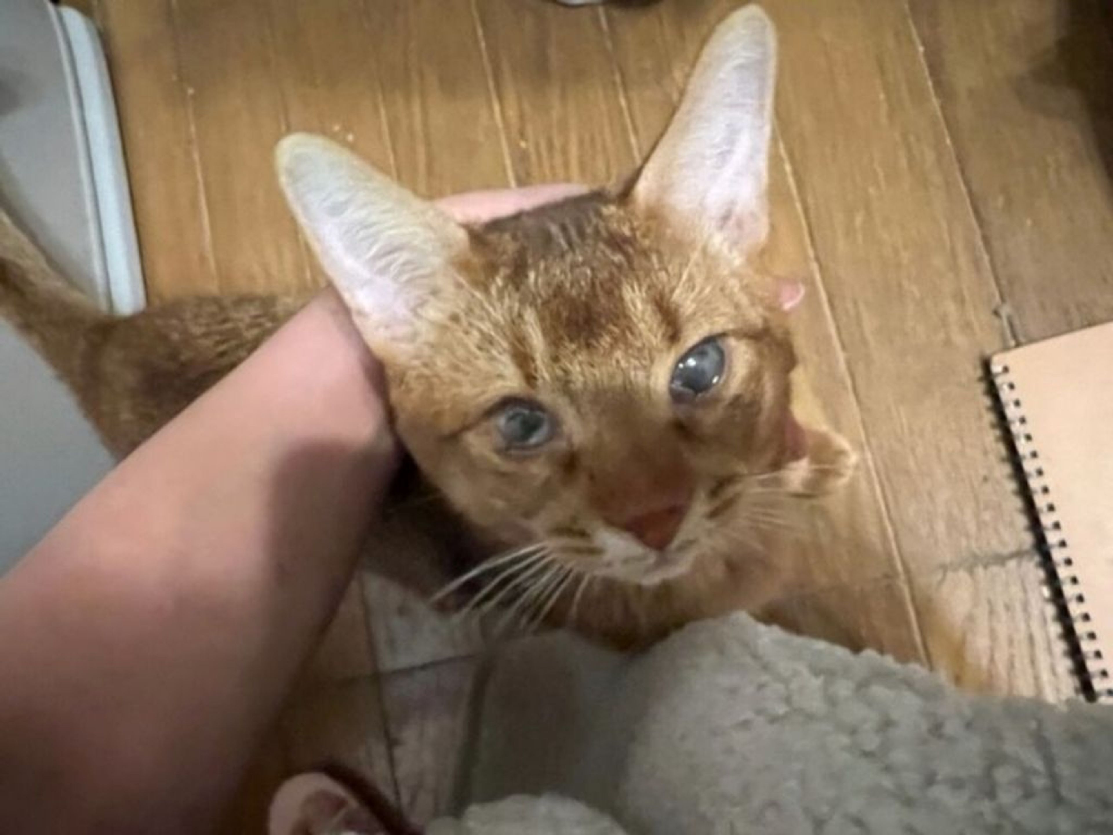 pet-image-5