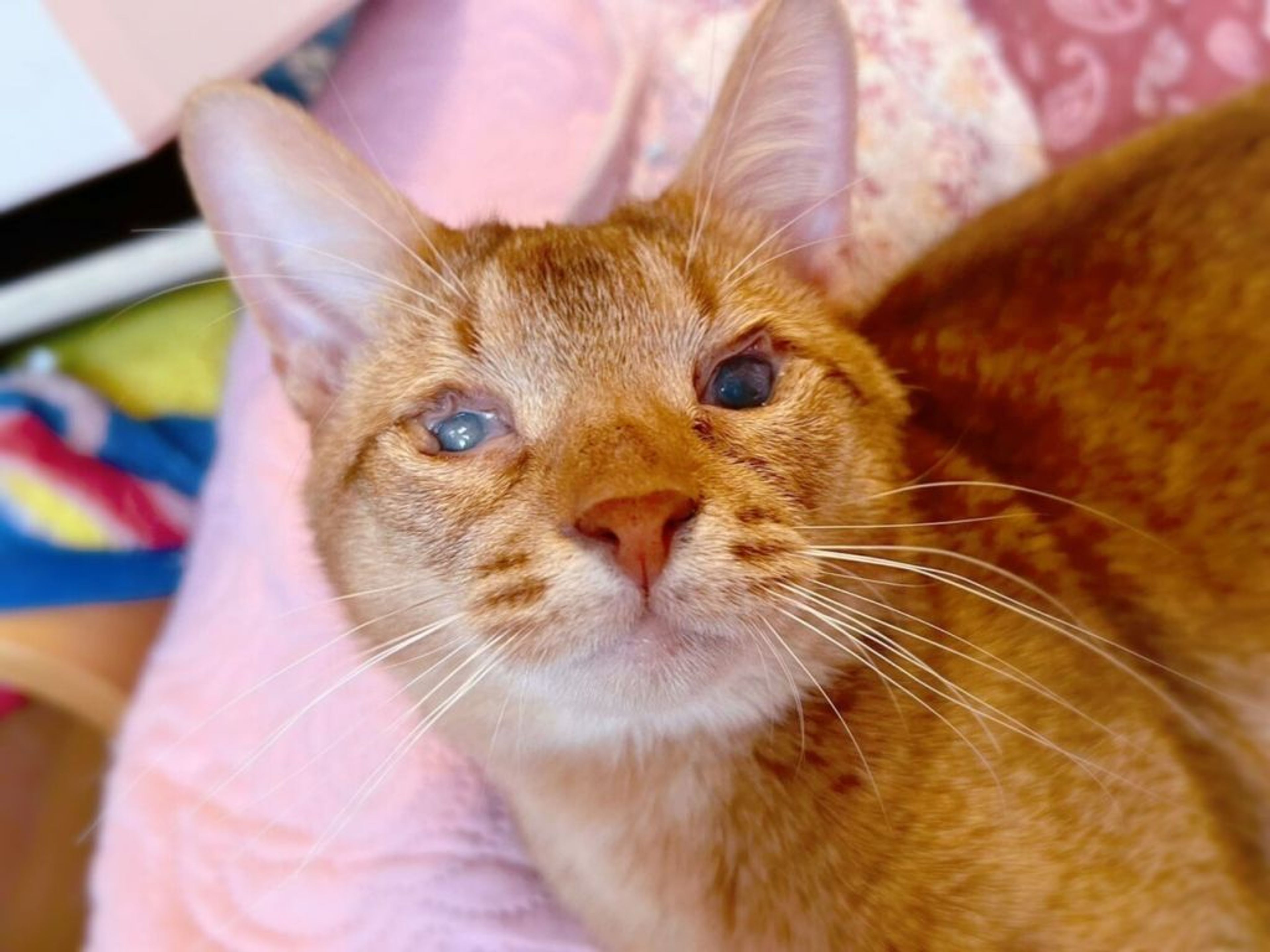 pet-image-6