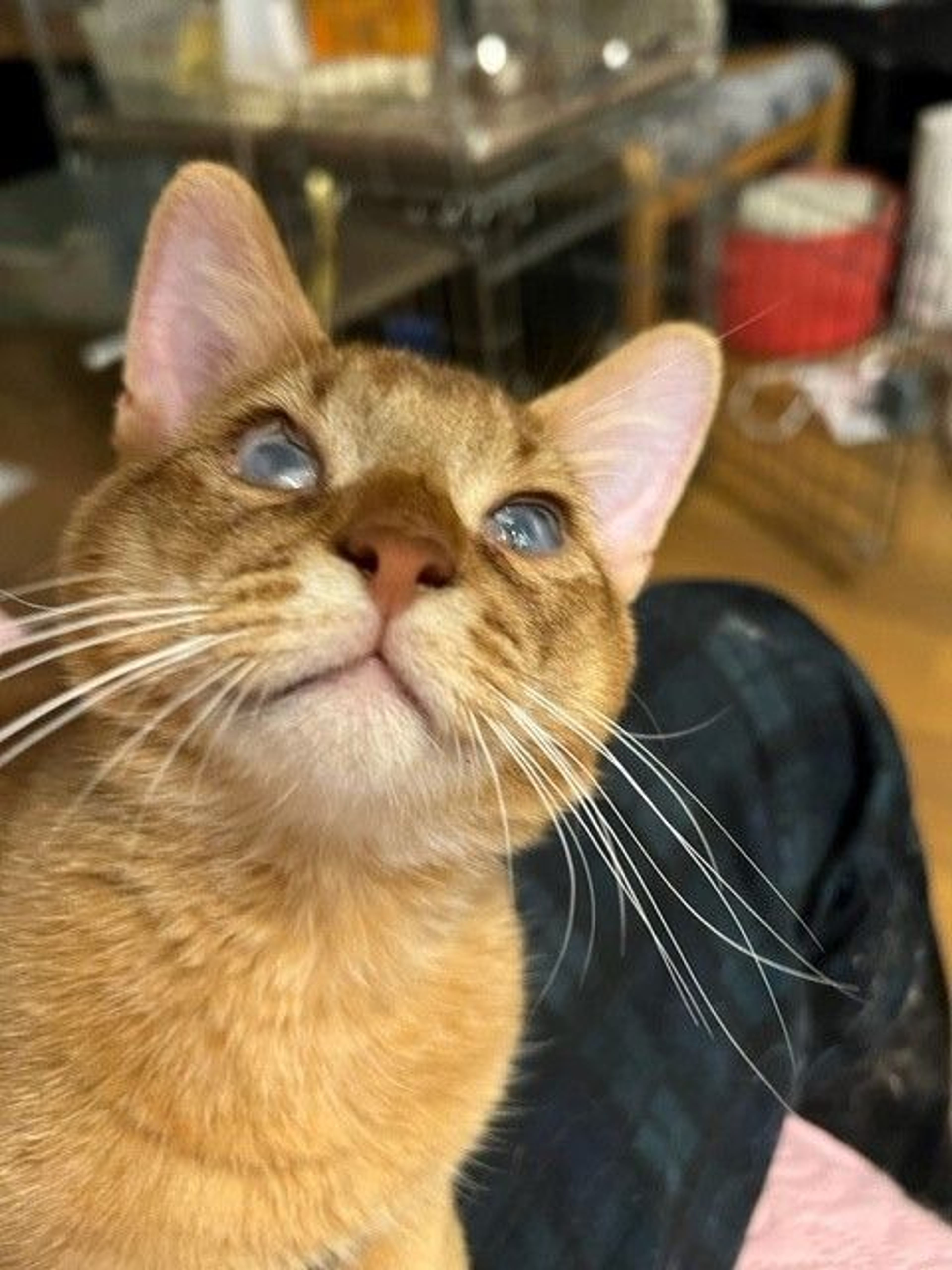 pet-image-7