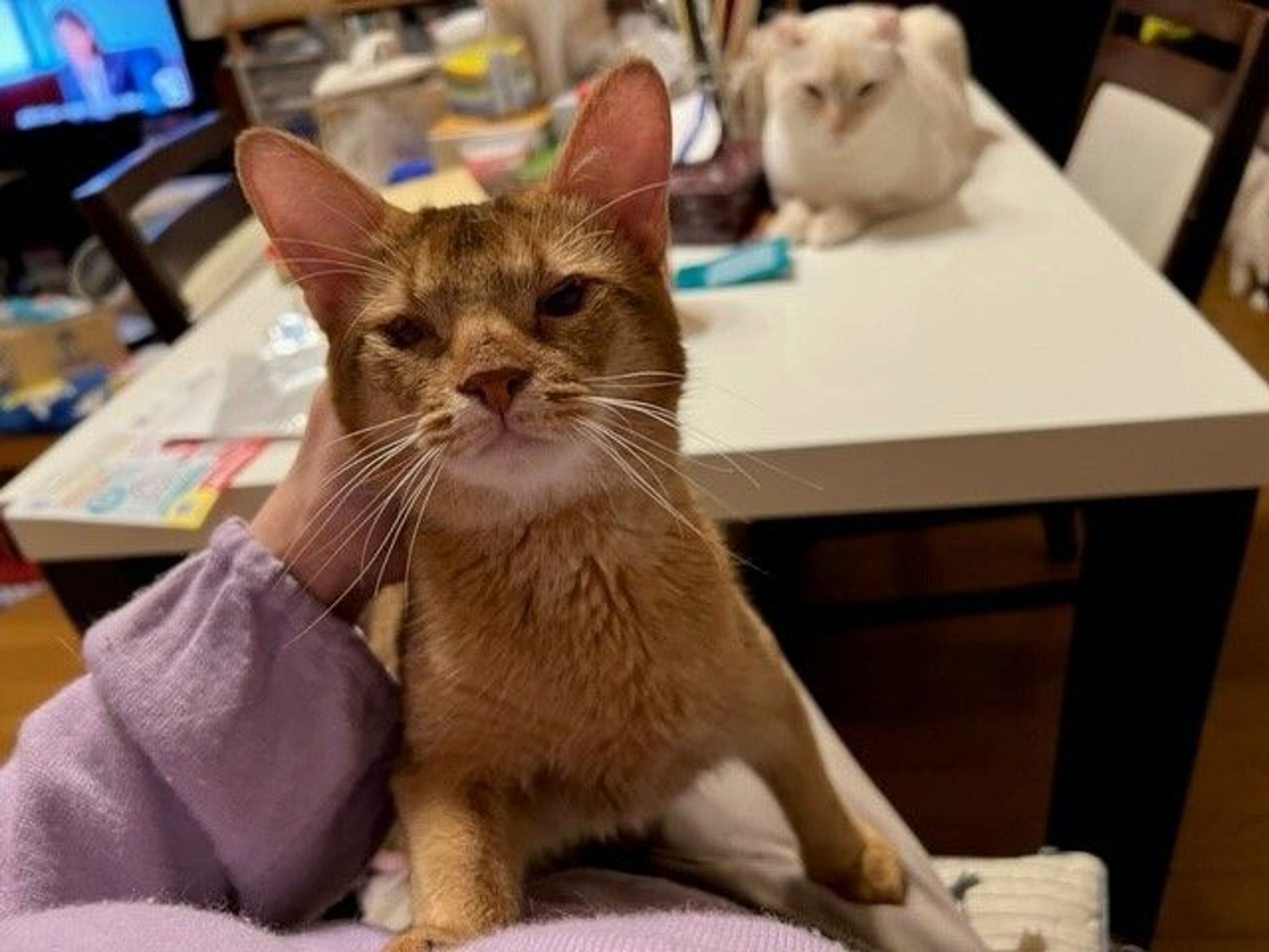 pet-image-8