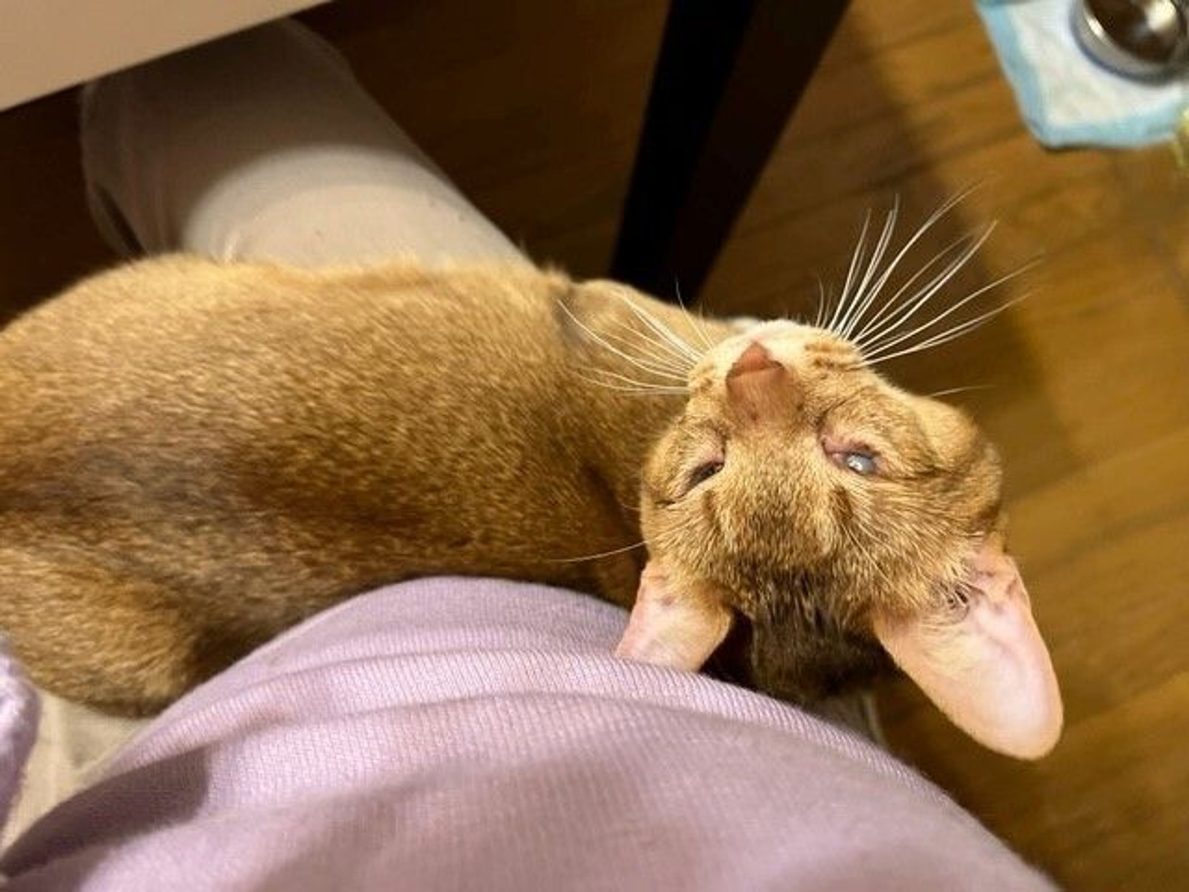 pet-image-9