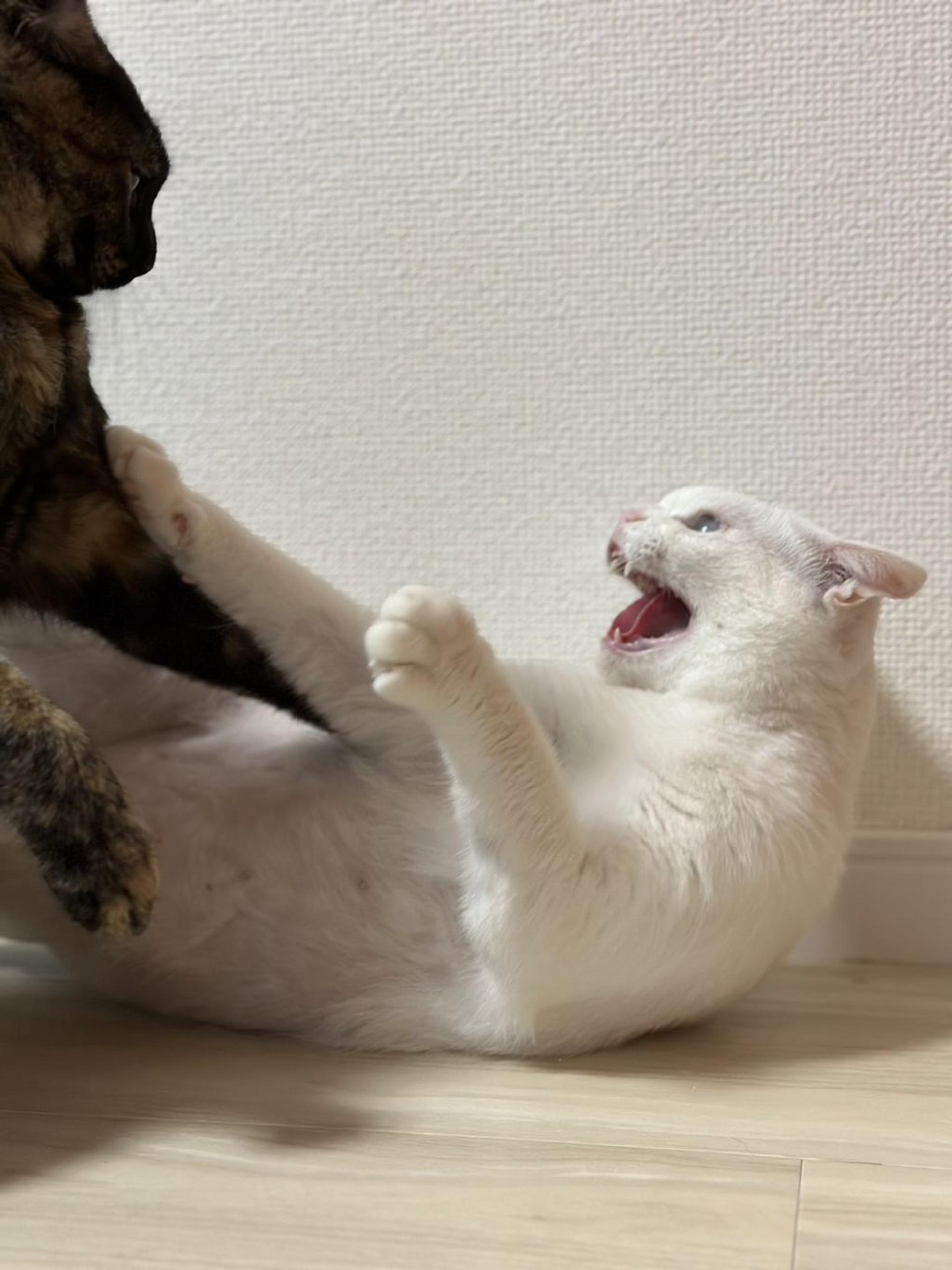 pet-image-5