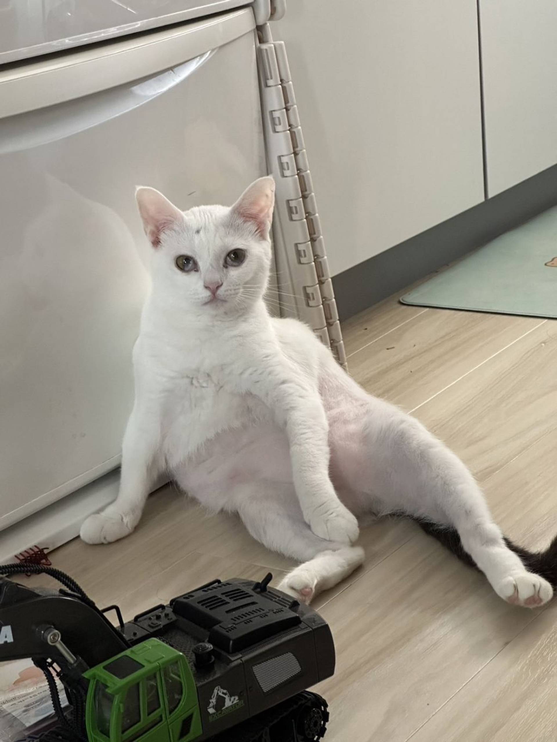 雑種（ミックス猫）・メスの里親募集の写真