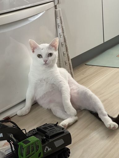 ドット