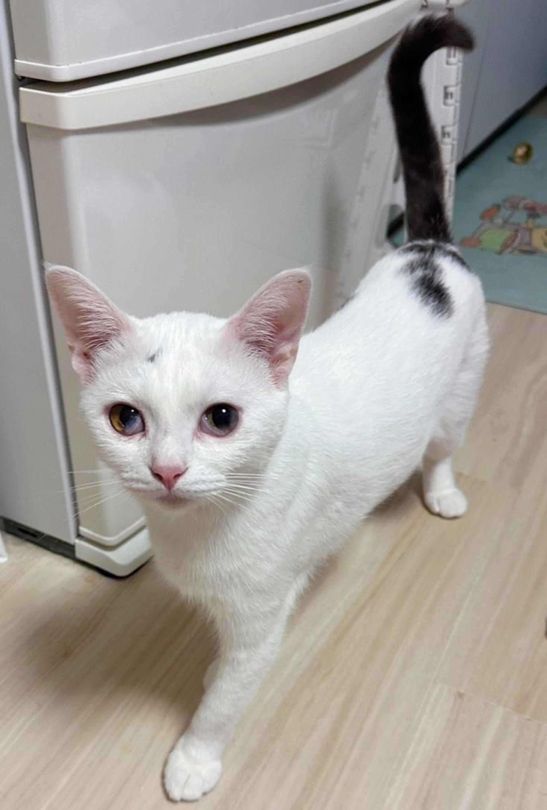 pet-image-2