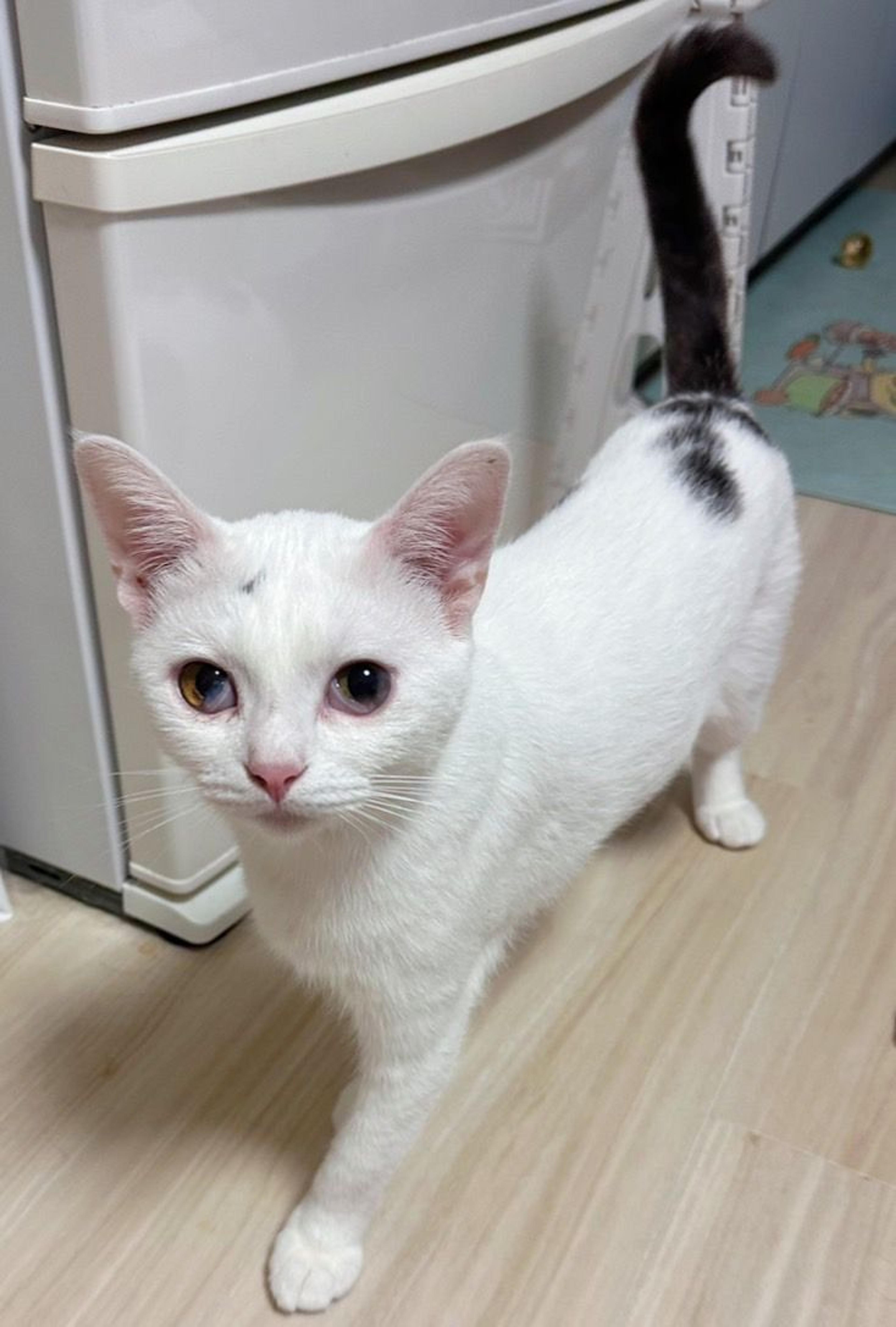 pet-image-2