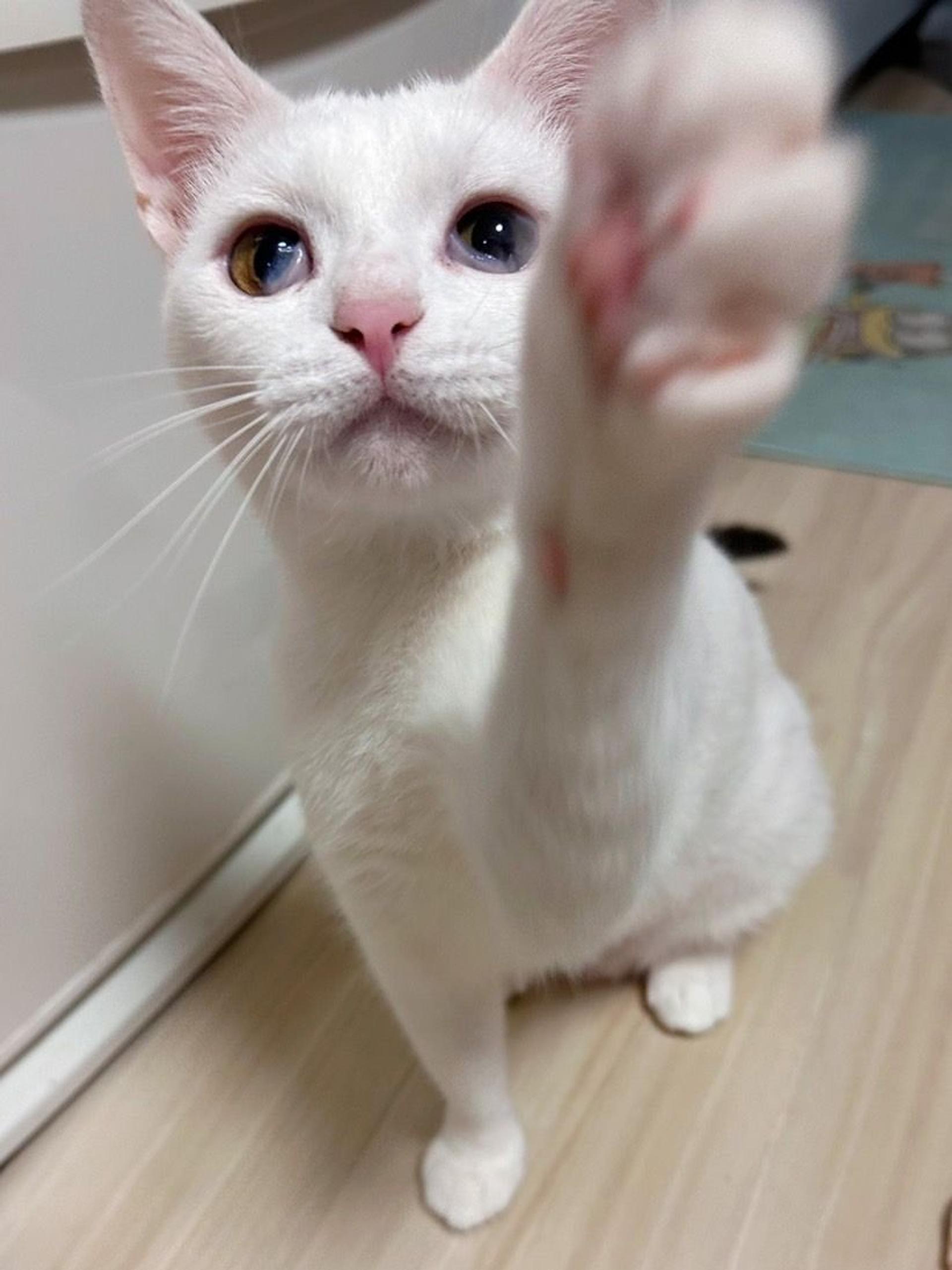 pet-image-4