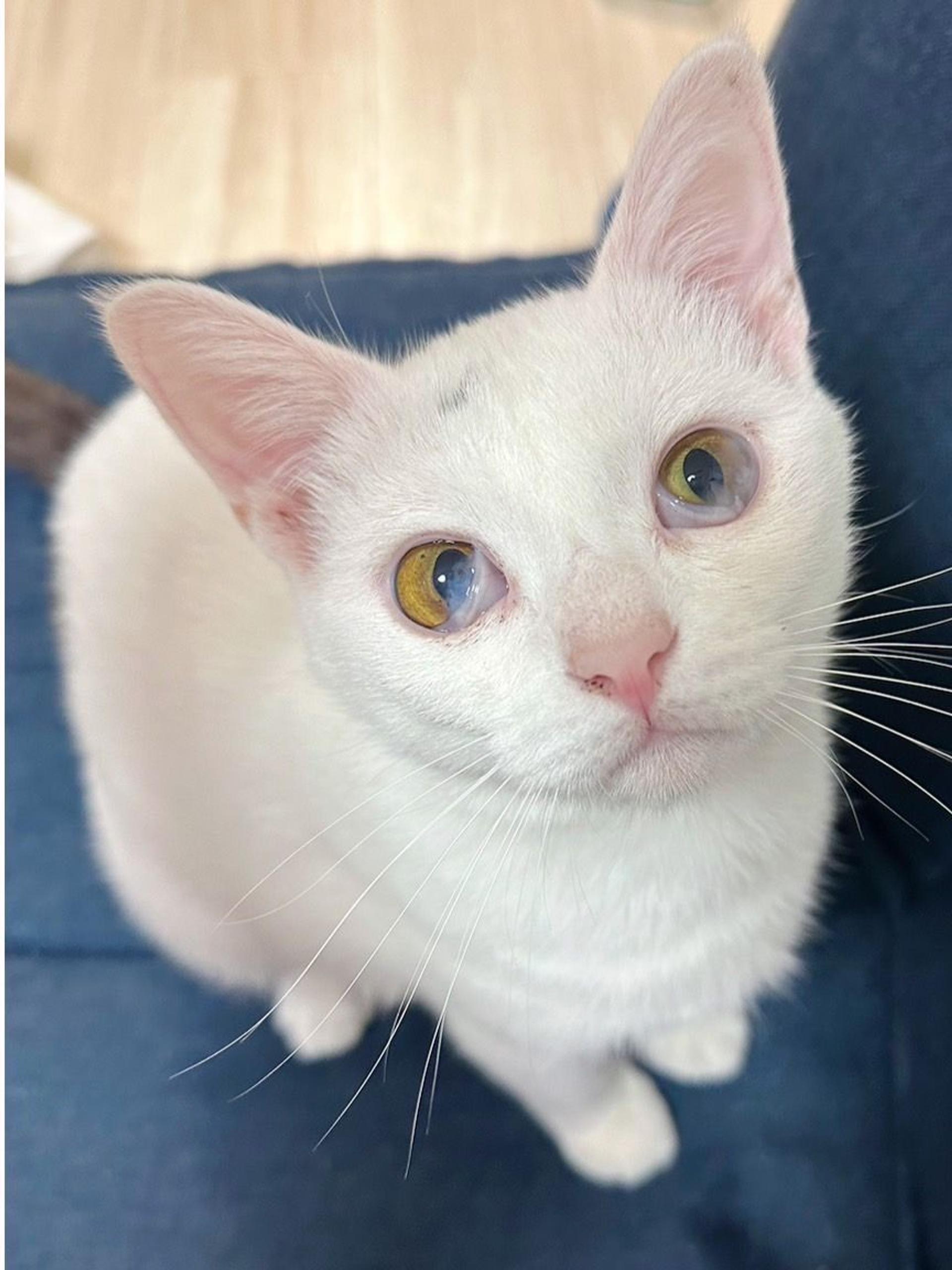 pet-image-8