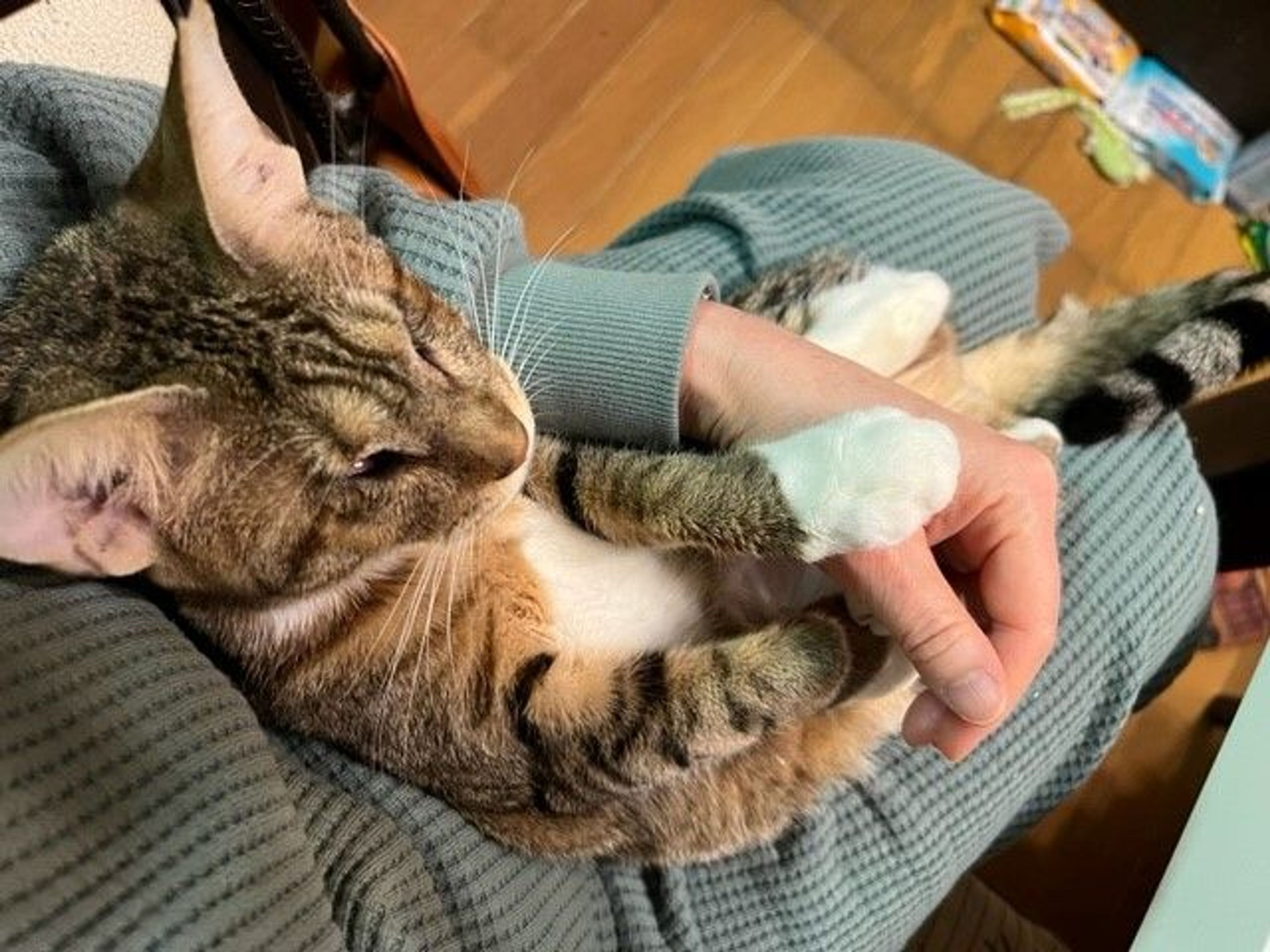 pet-image-2
