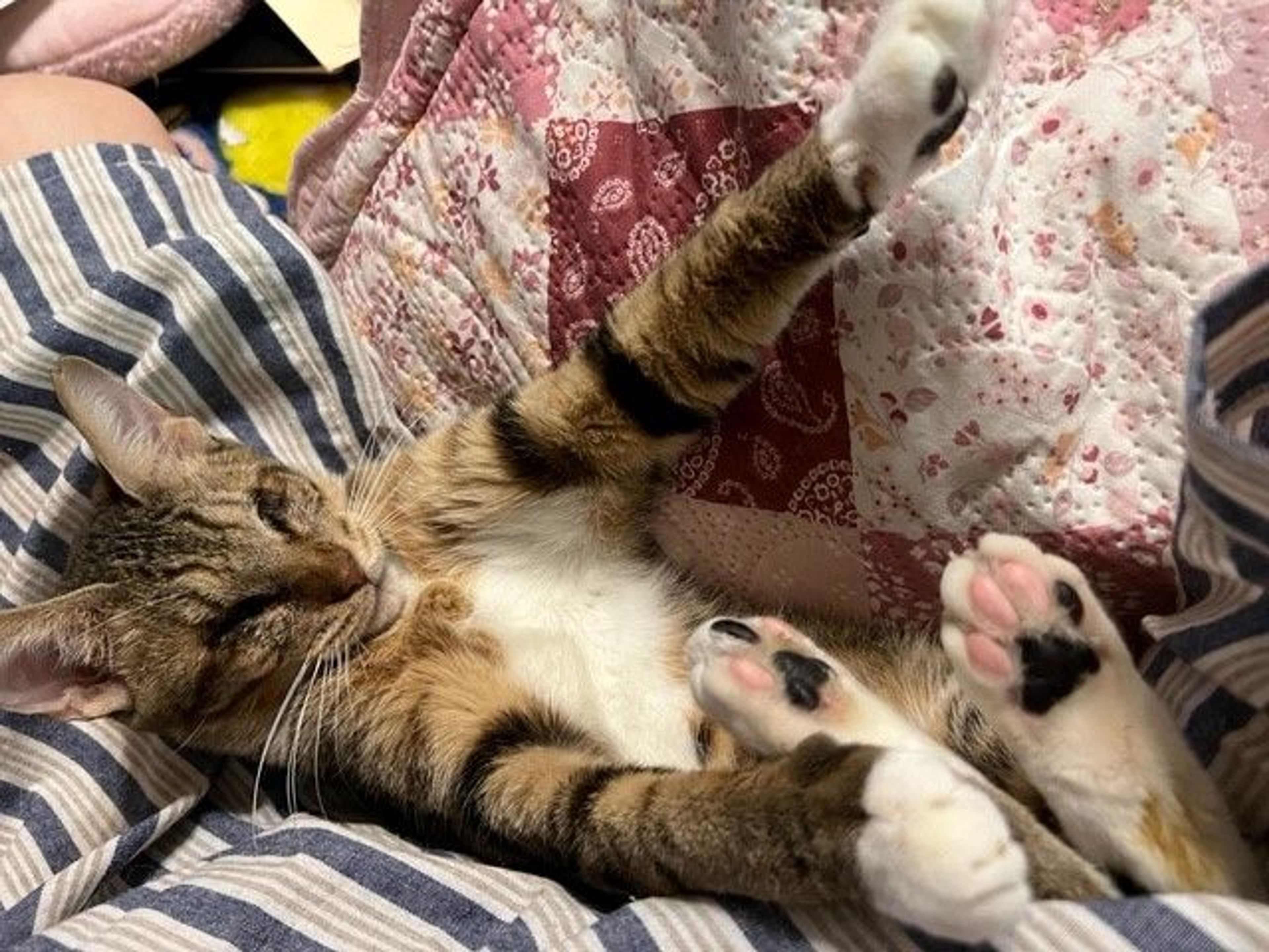 pet-image-3