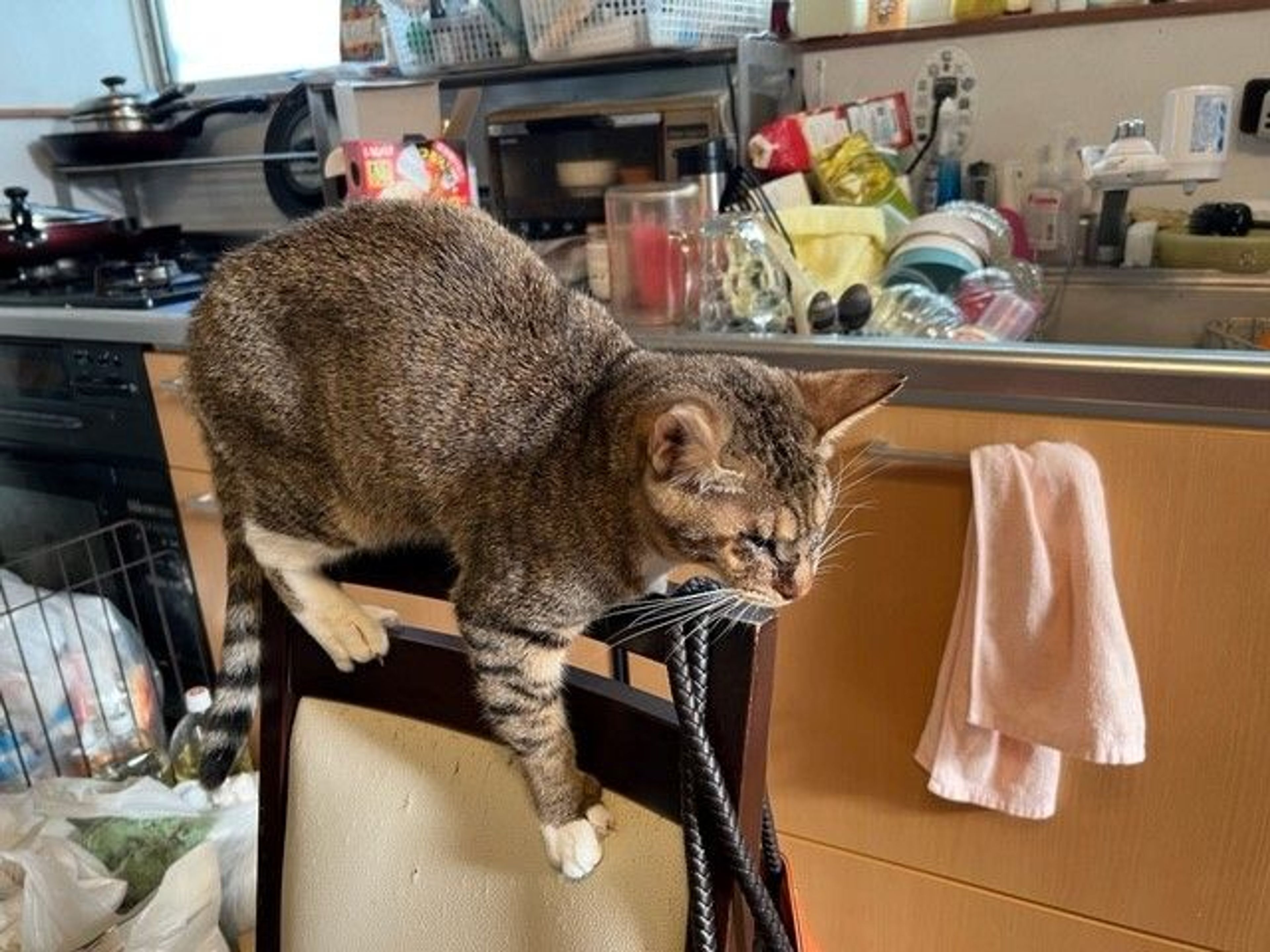 pet-image-4
