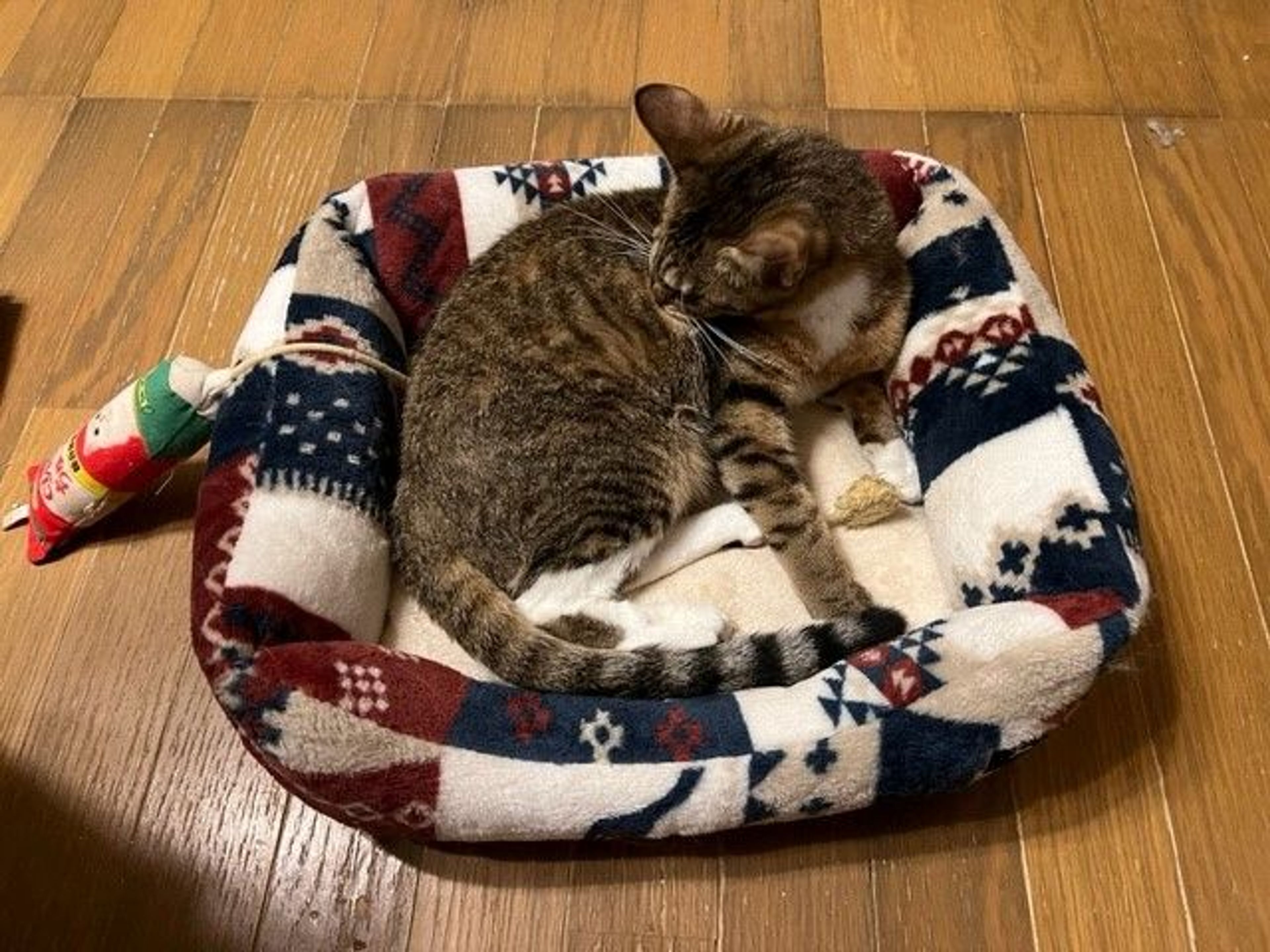 pet-image-5