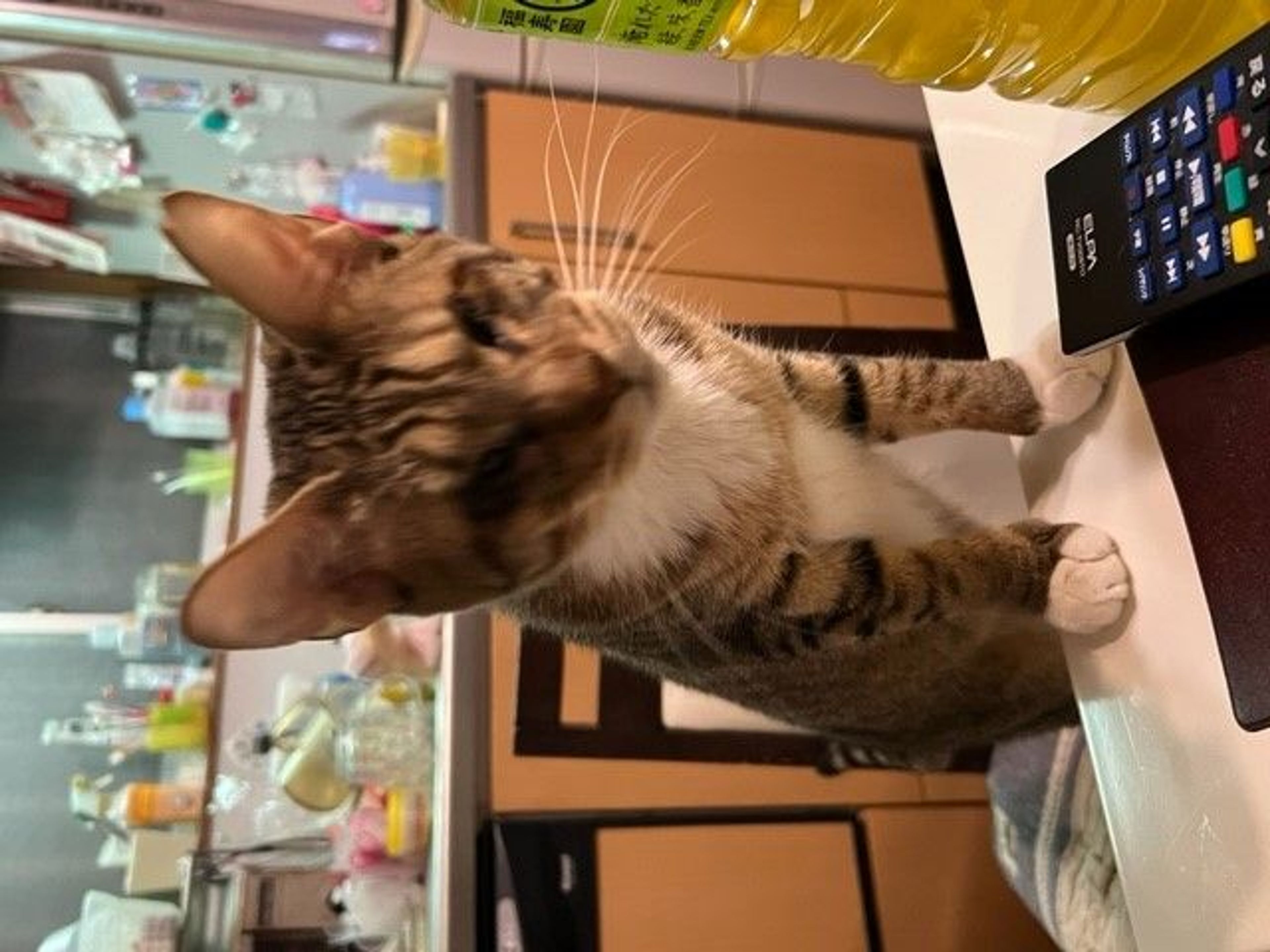 pet-image-6