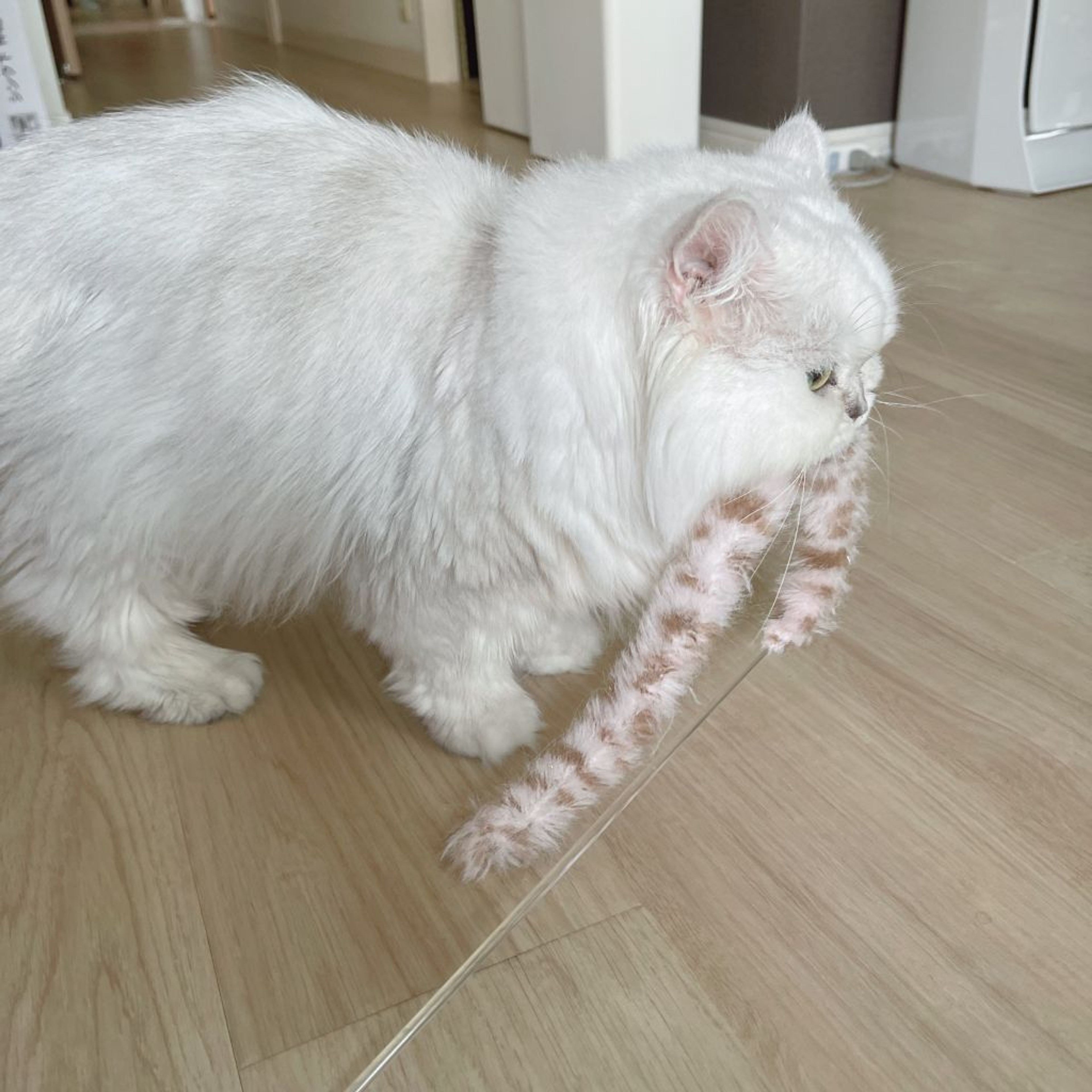 pet-image-3