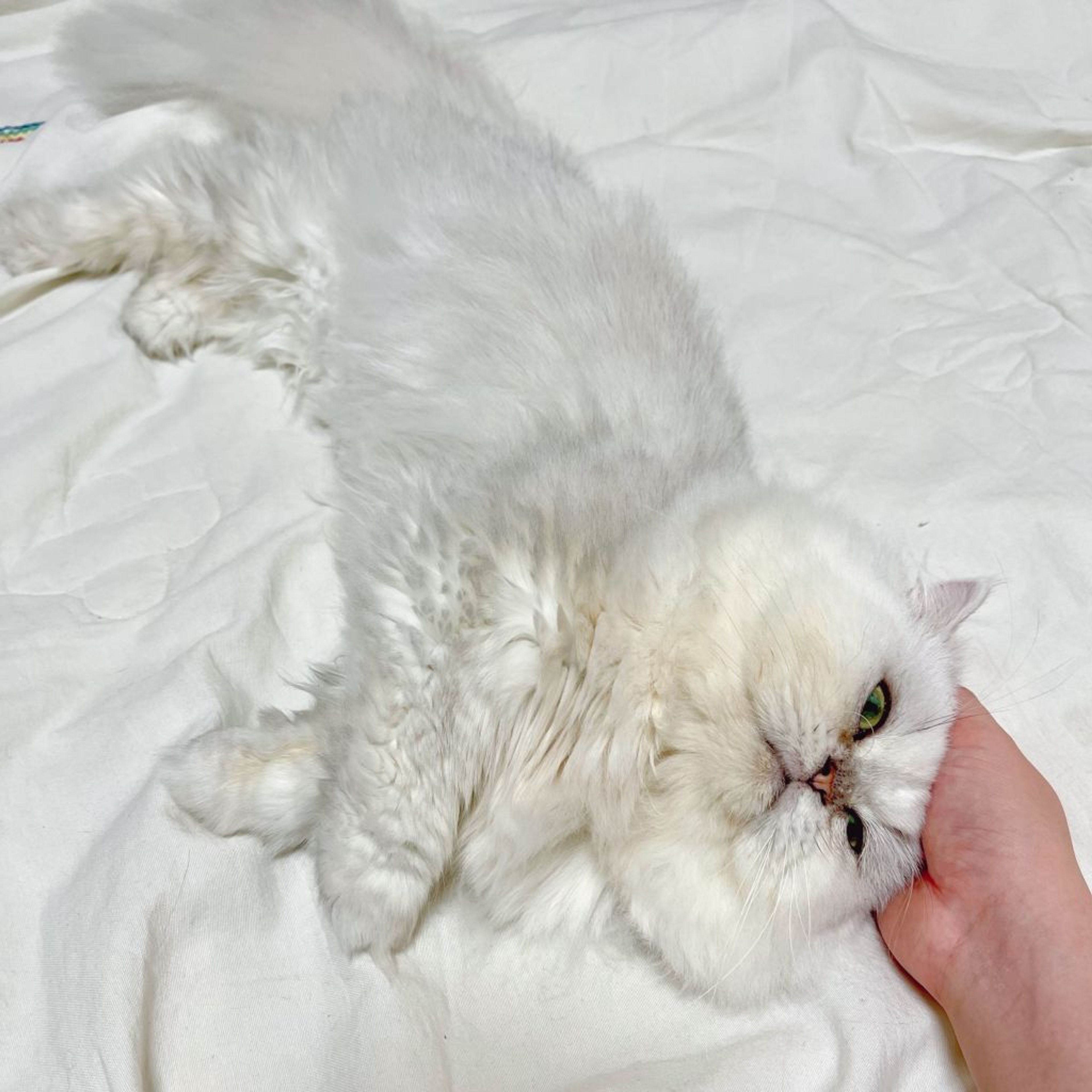 pet-image-4