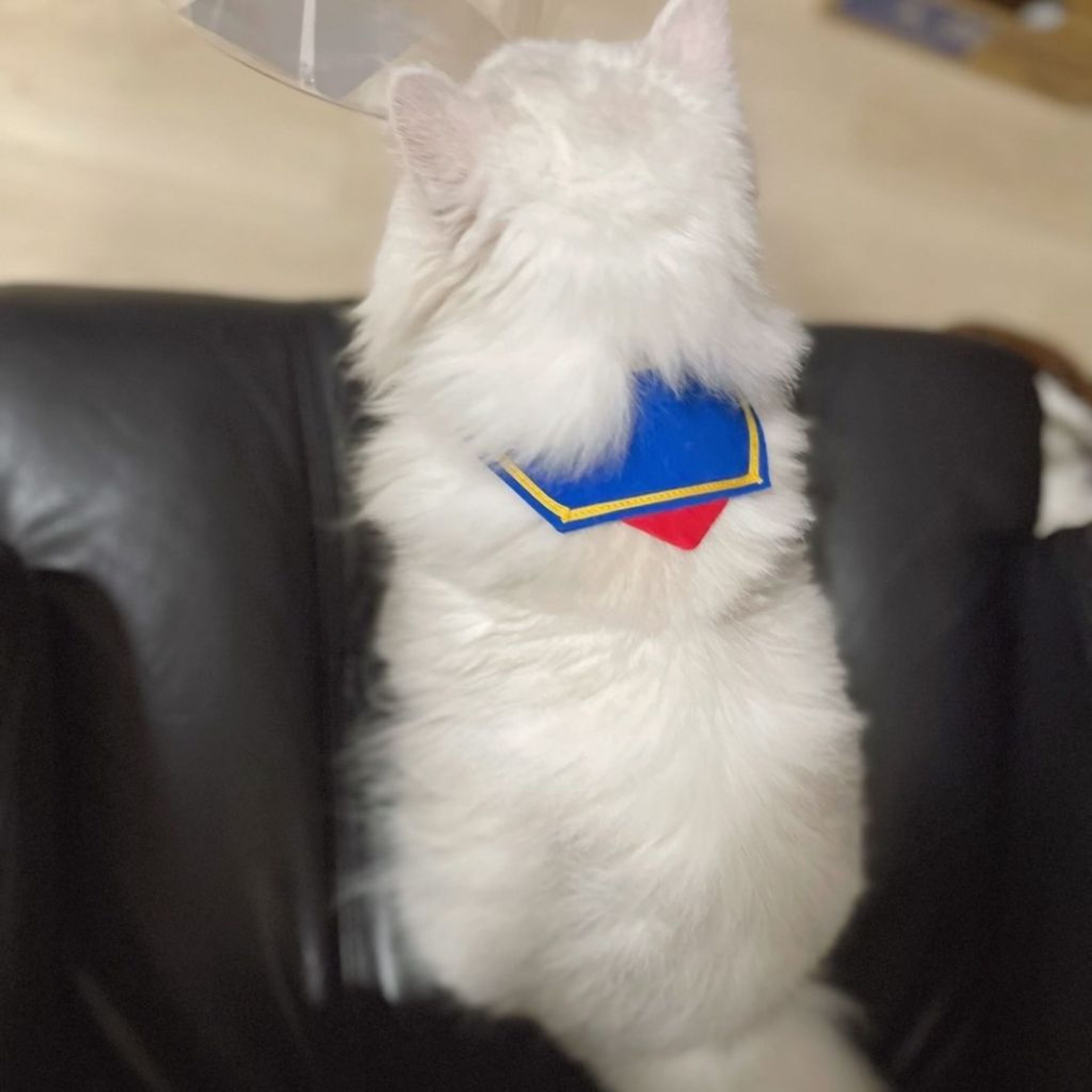 pet-image-5