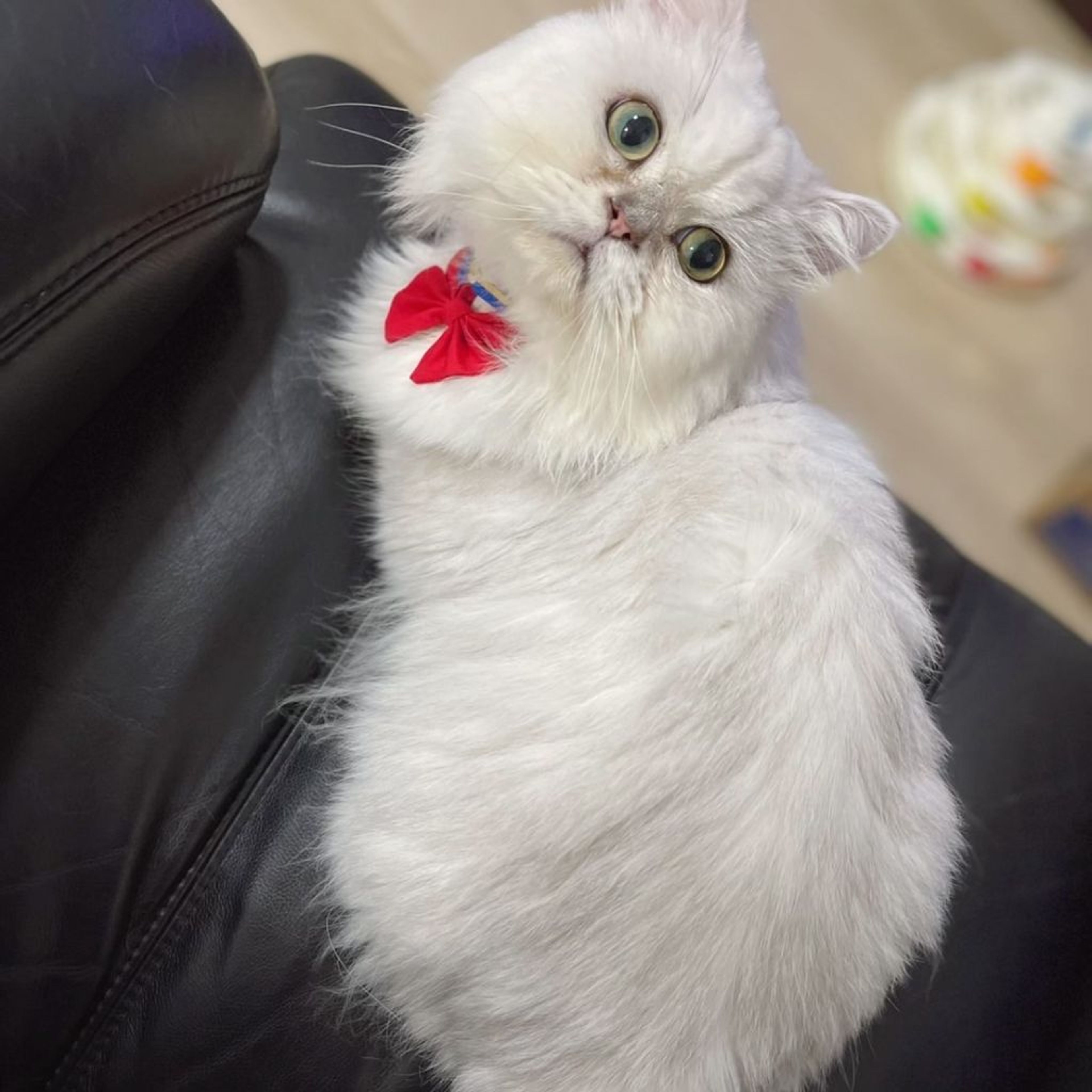 pet-image-6