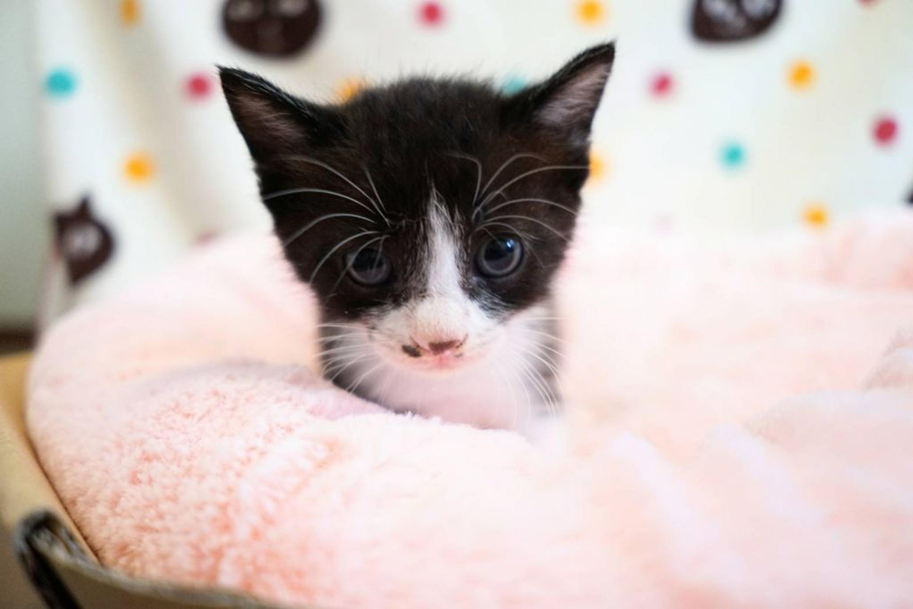 pet-image-2