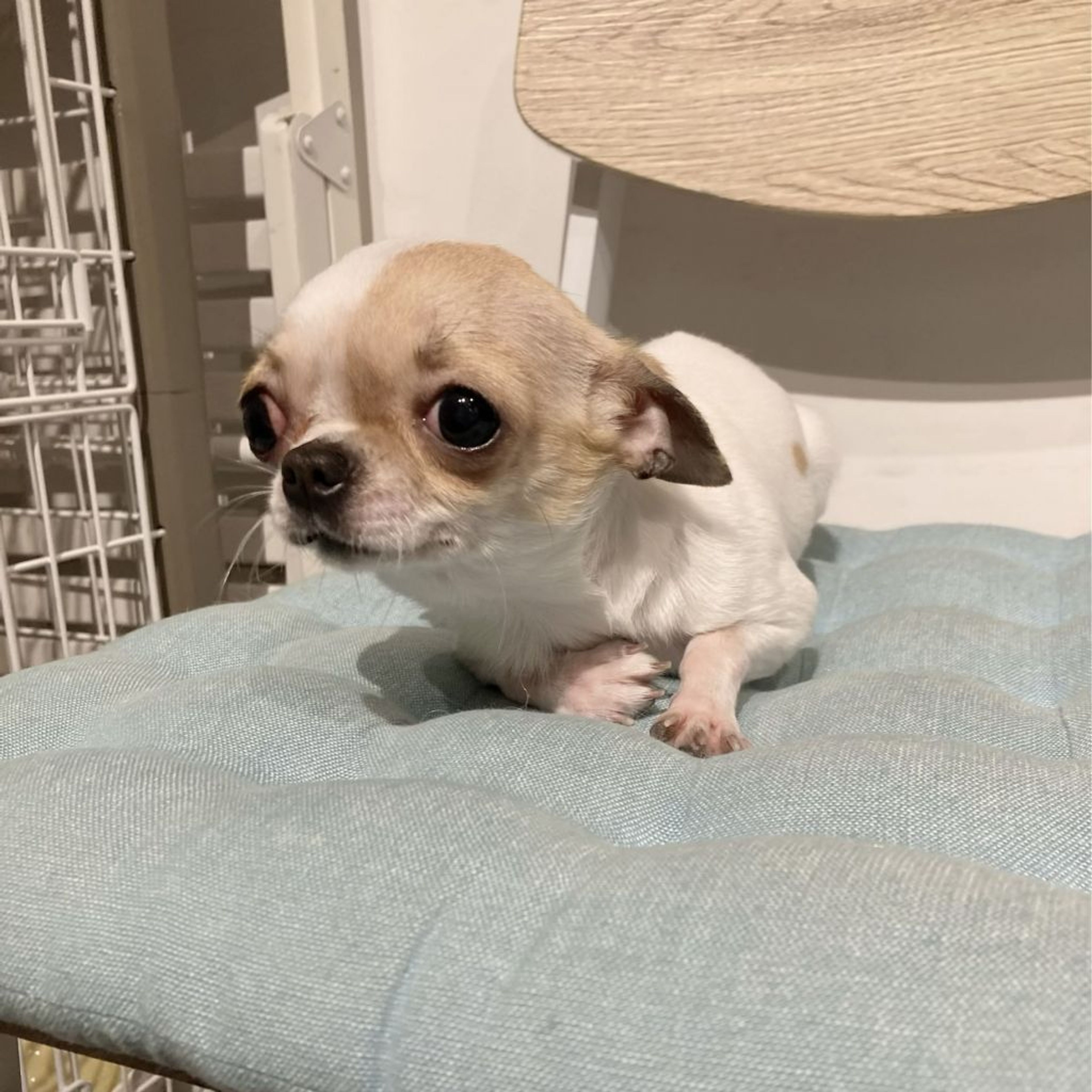 pet-image-2