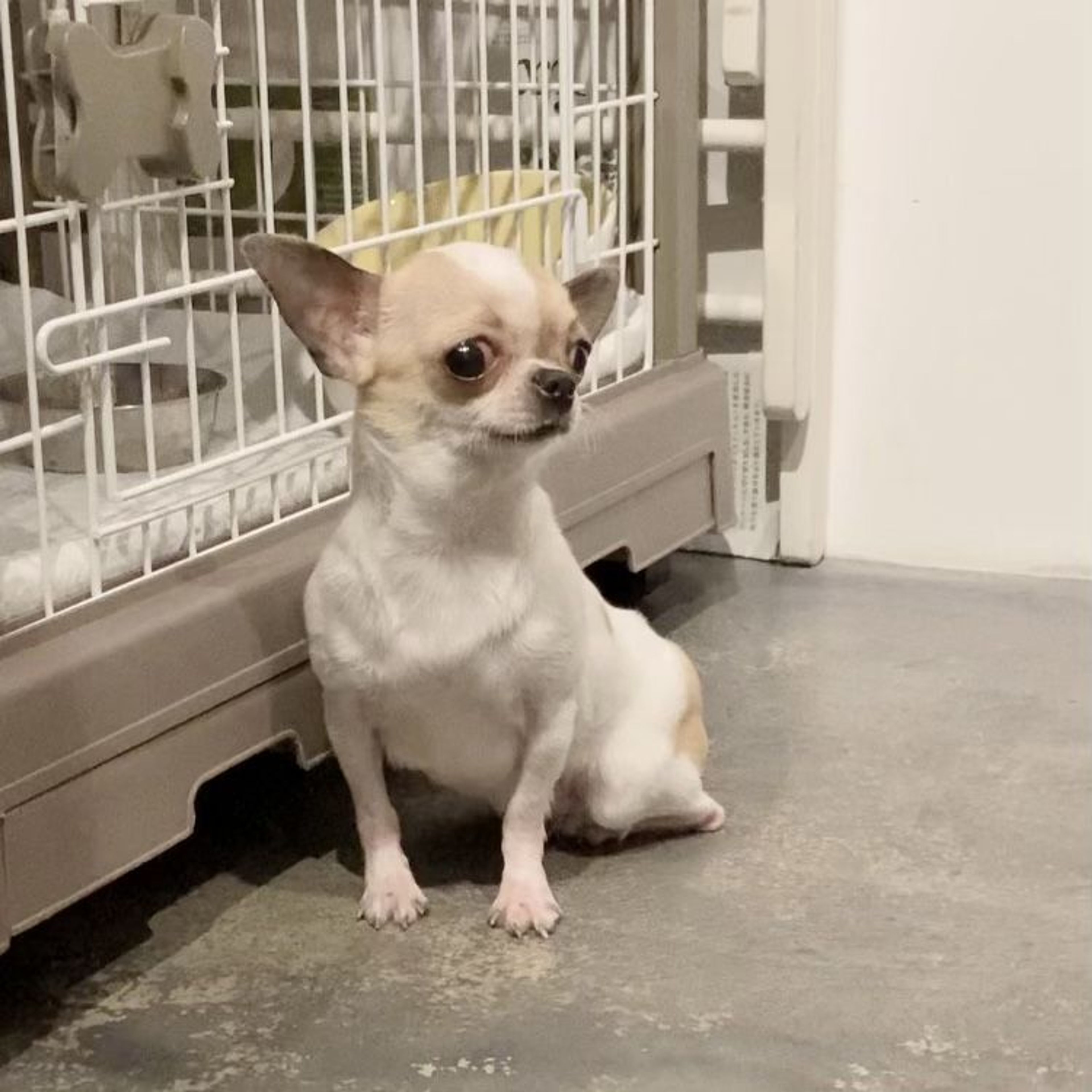 pet-image-3