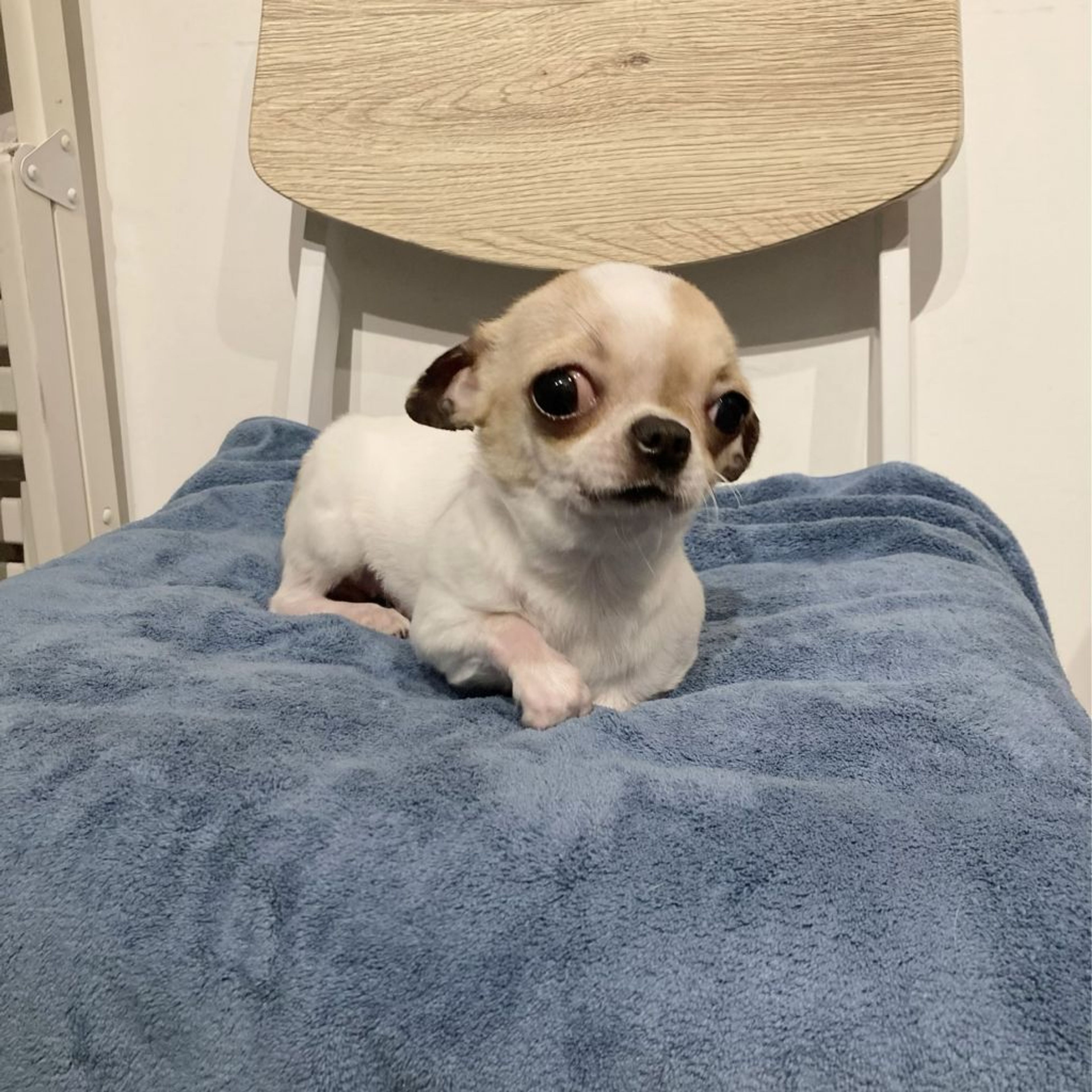 pet-image-4