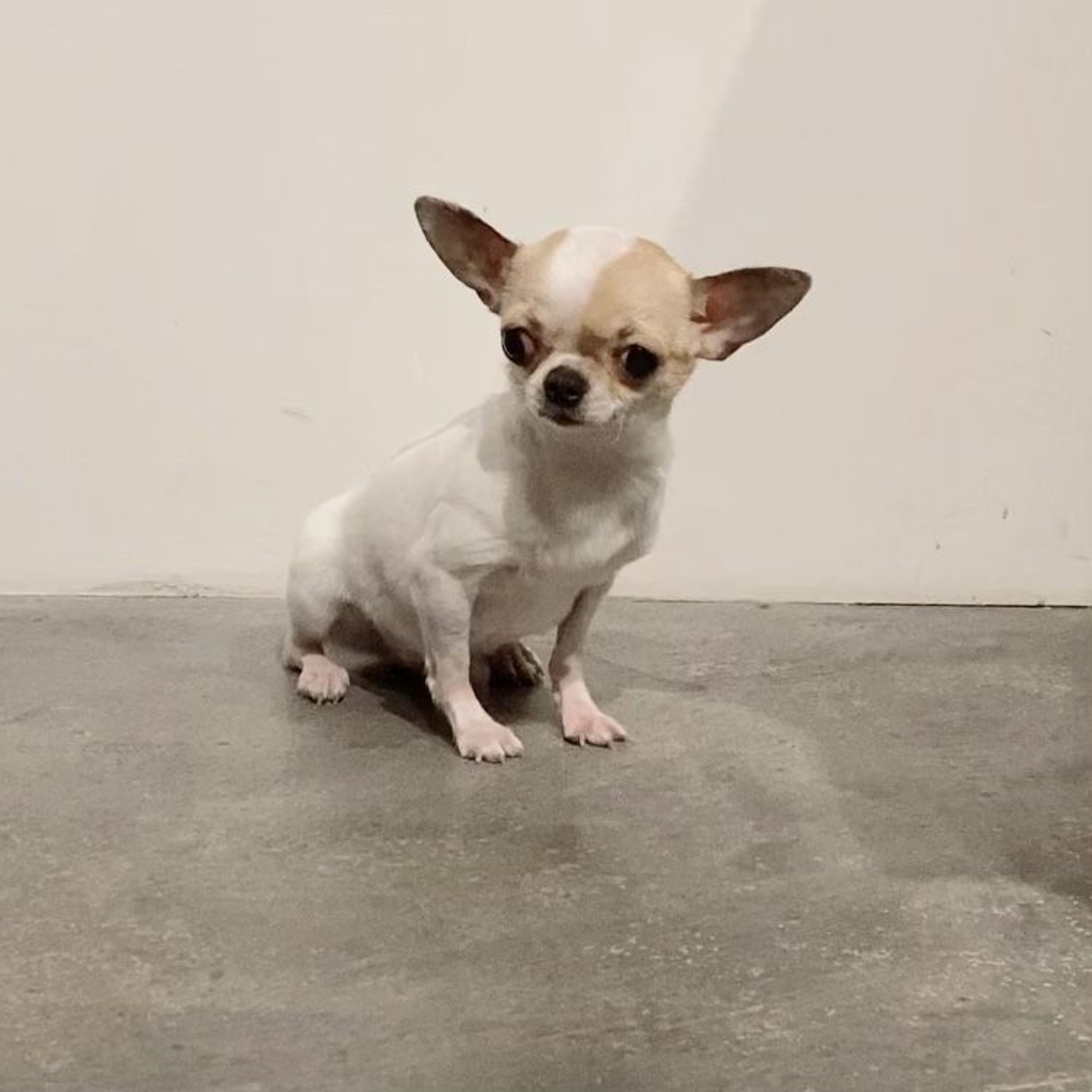 pet-image-5