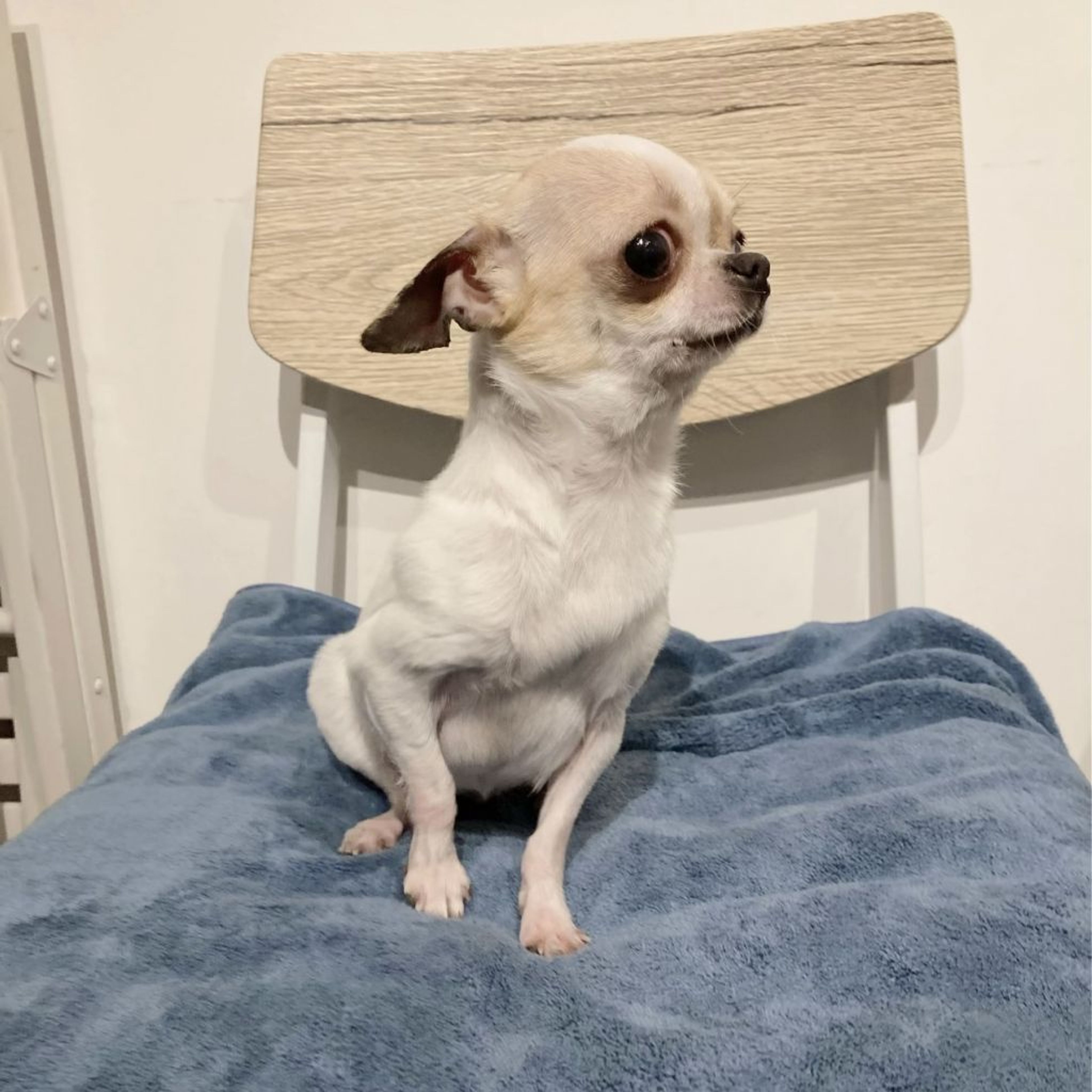 pet-image-6