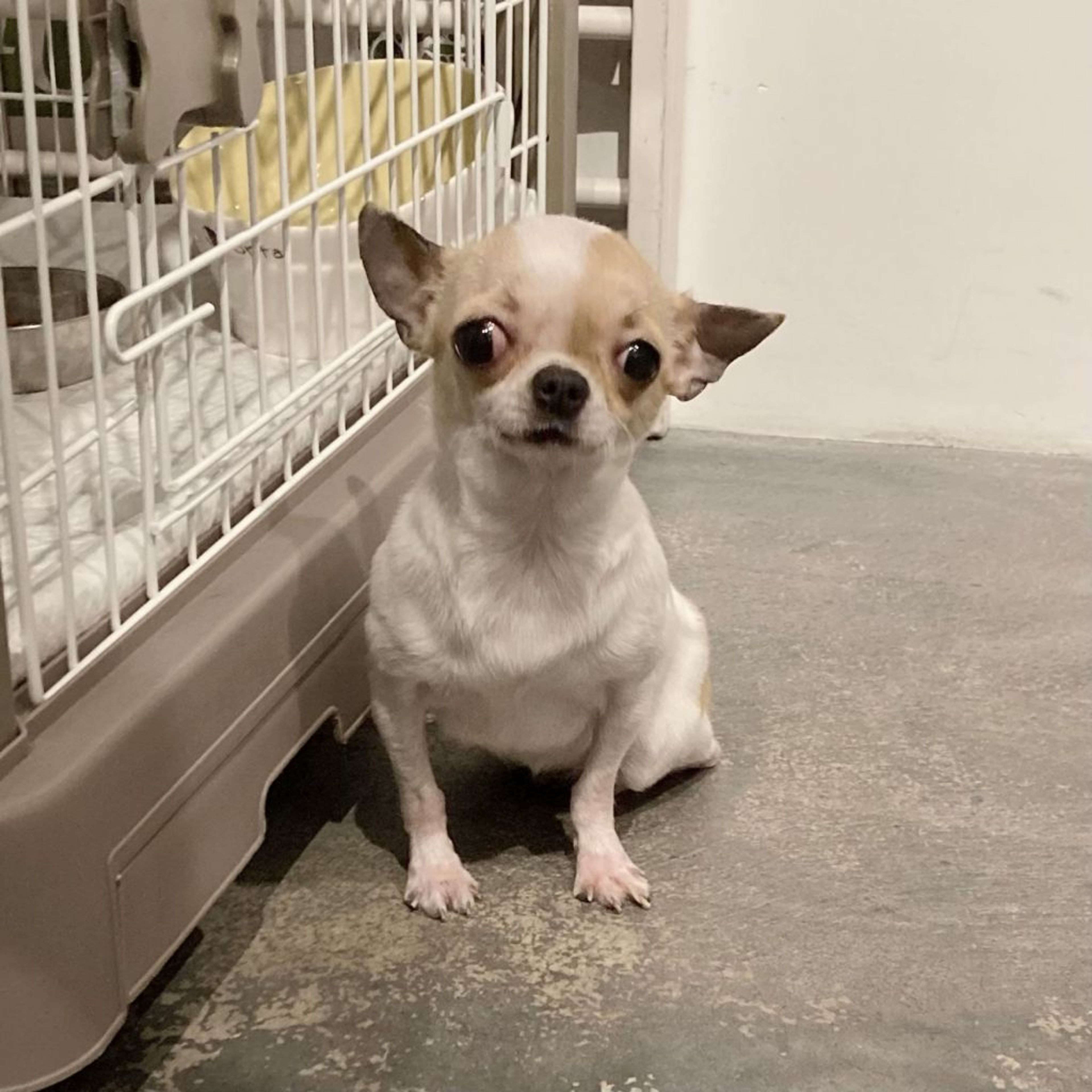 pet-image-8