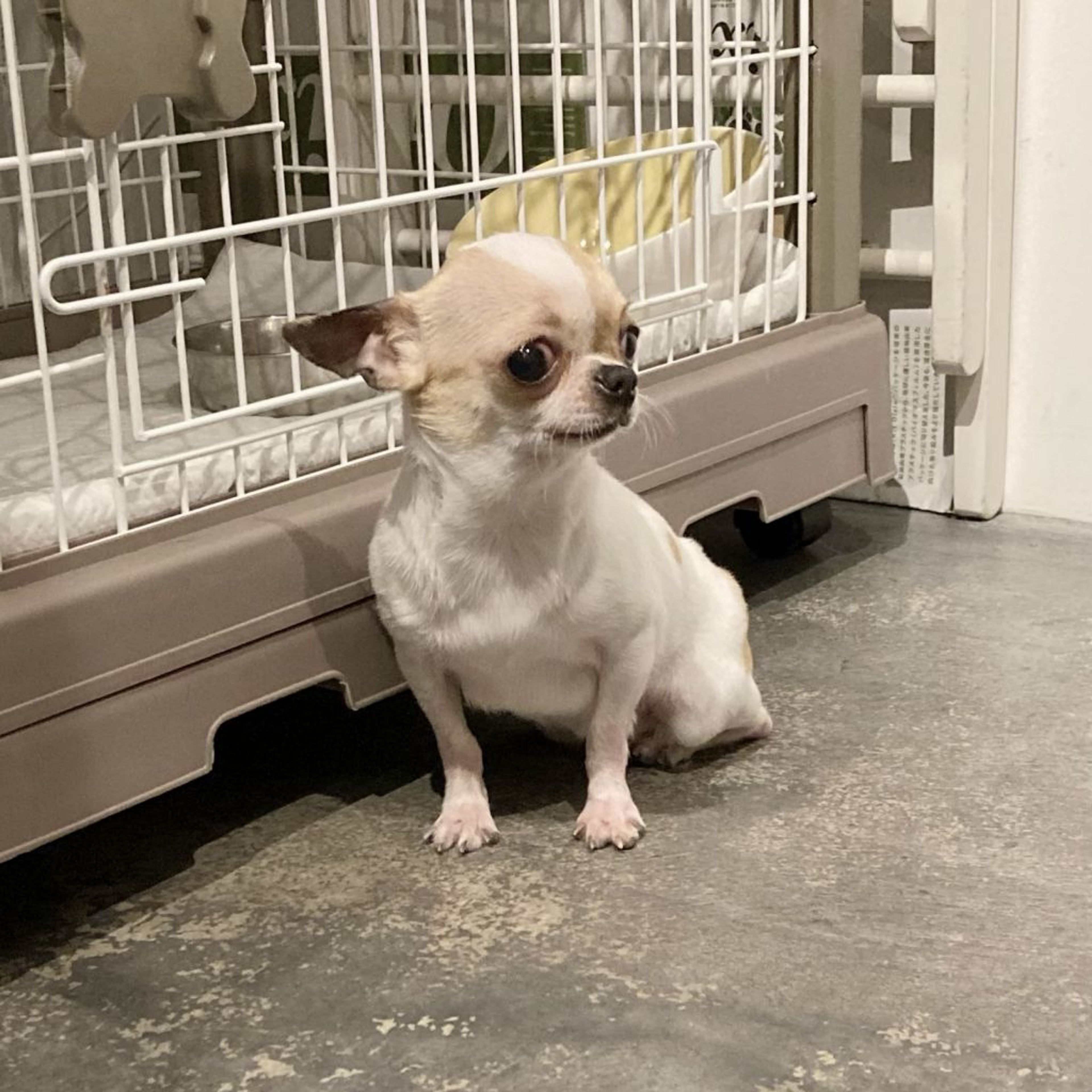 pet-image-9