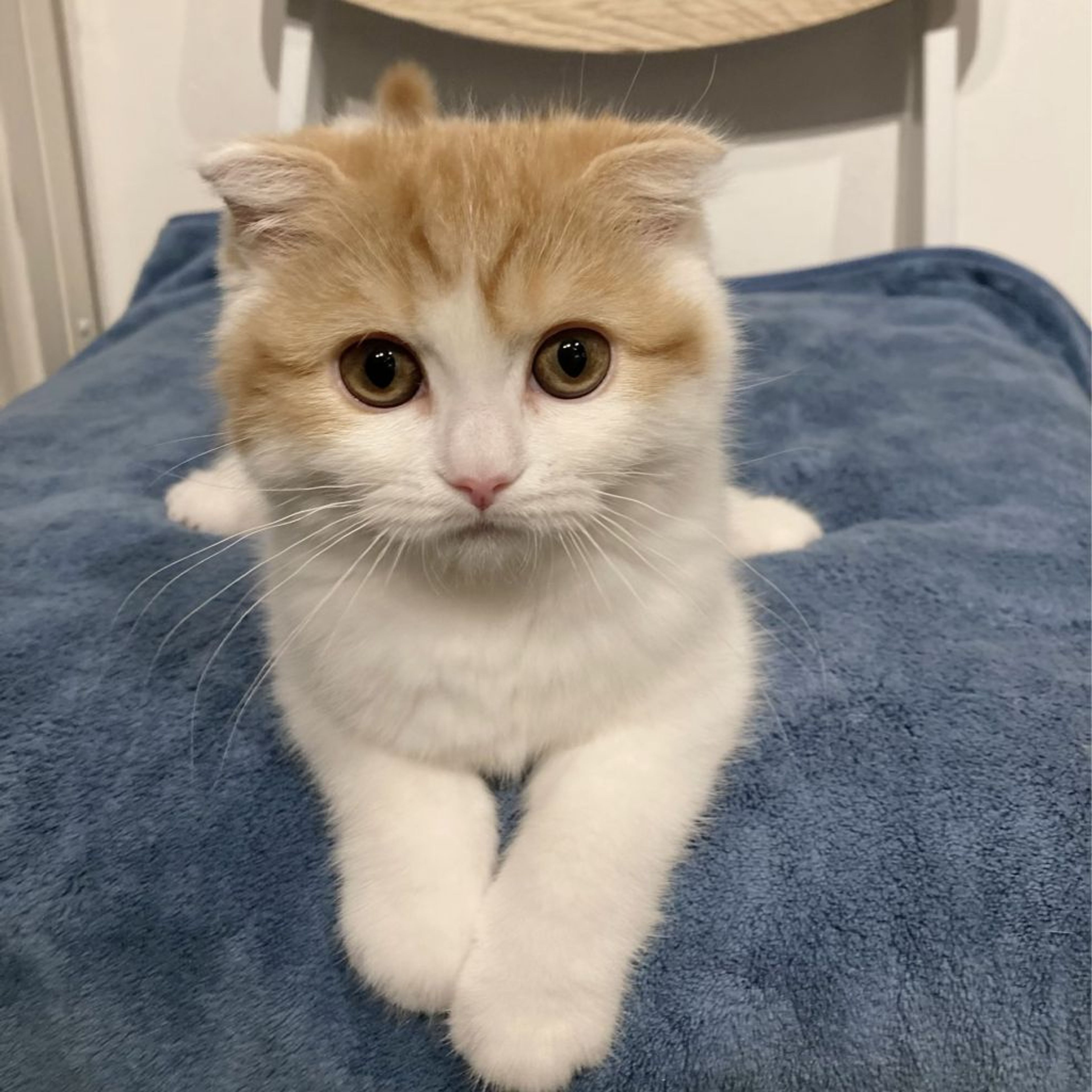 pet-image-4