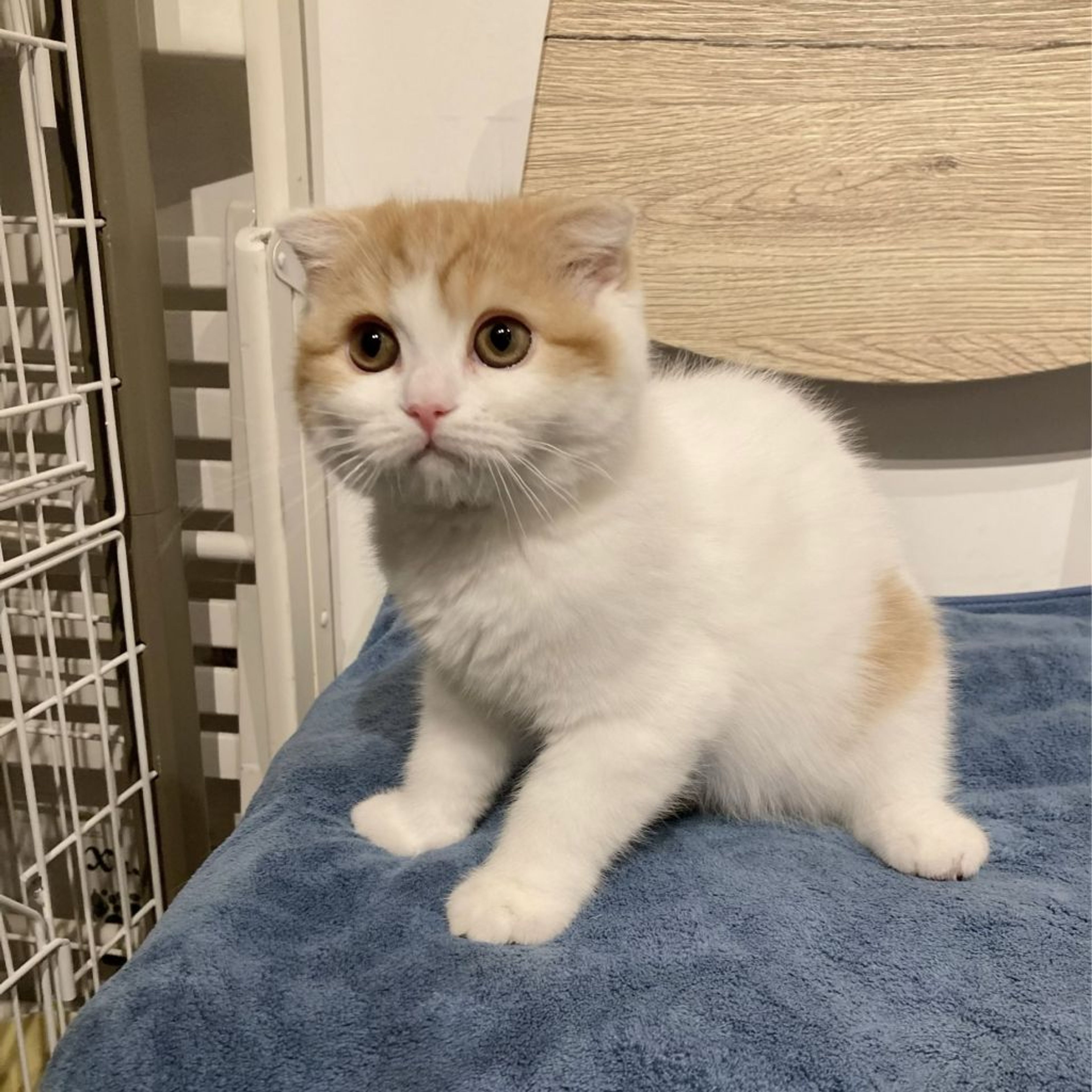 pet-image-6
