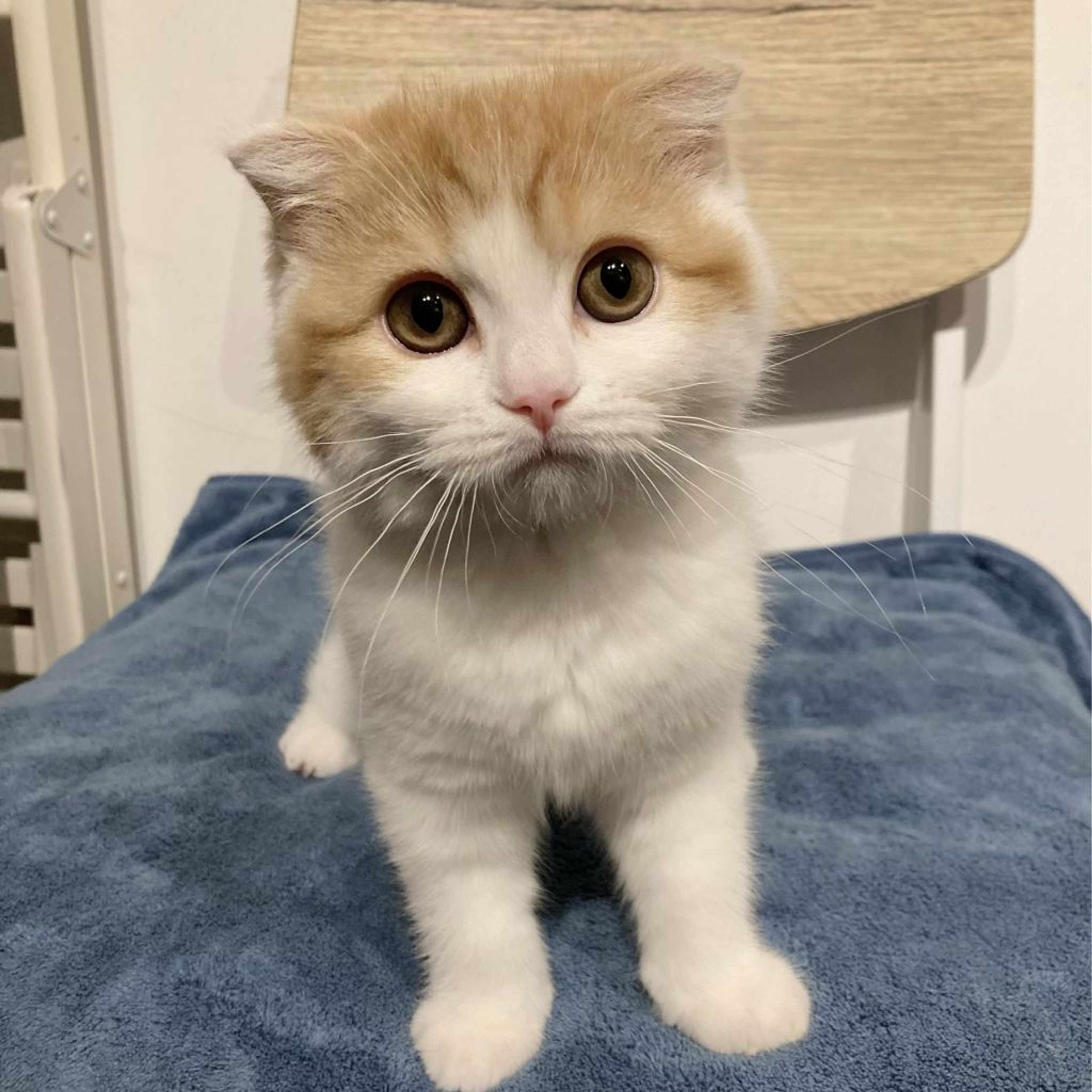 pet-image-7