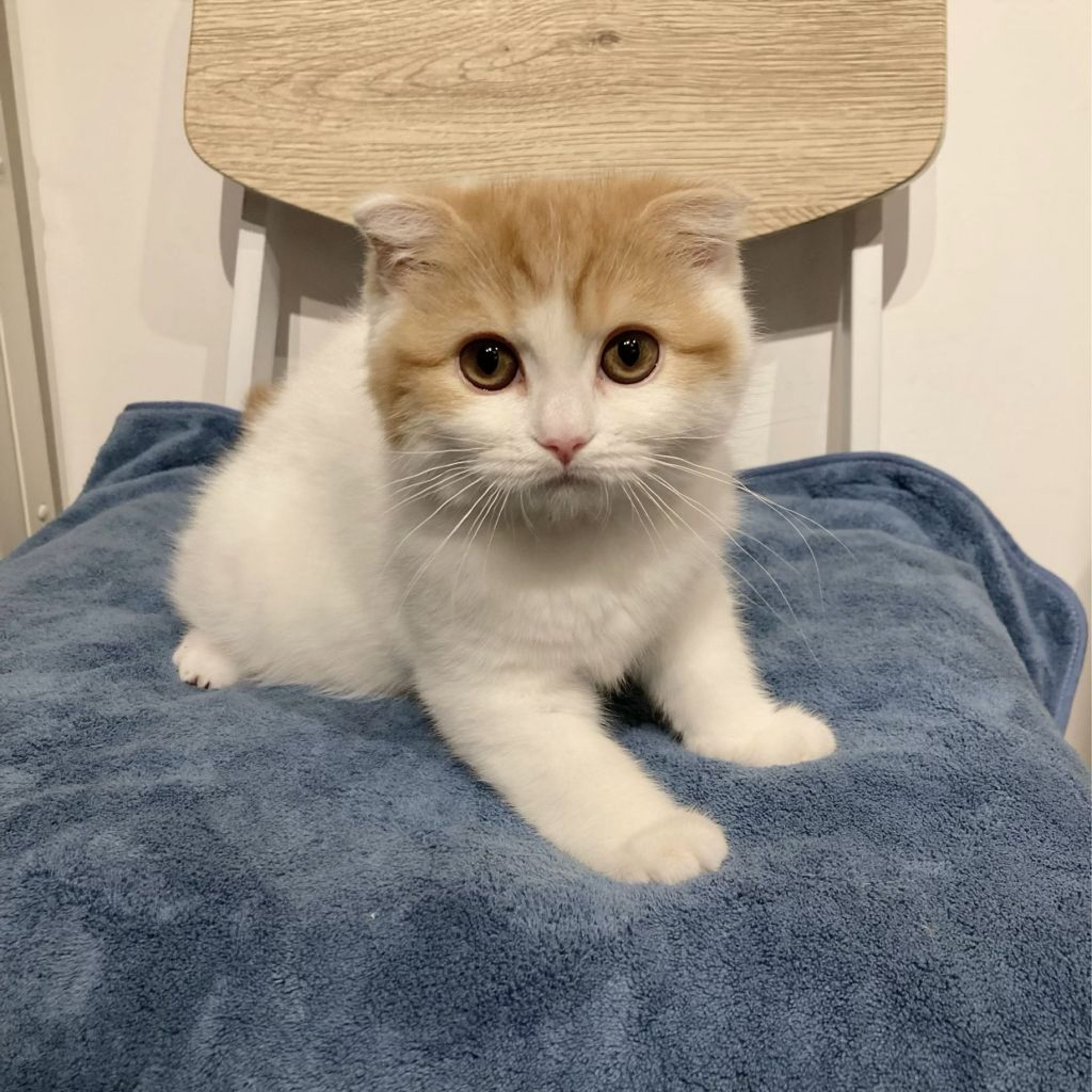 pet-image-8