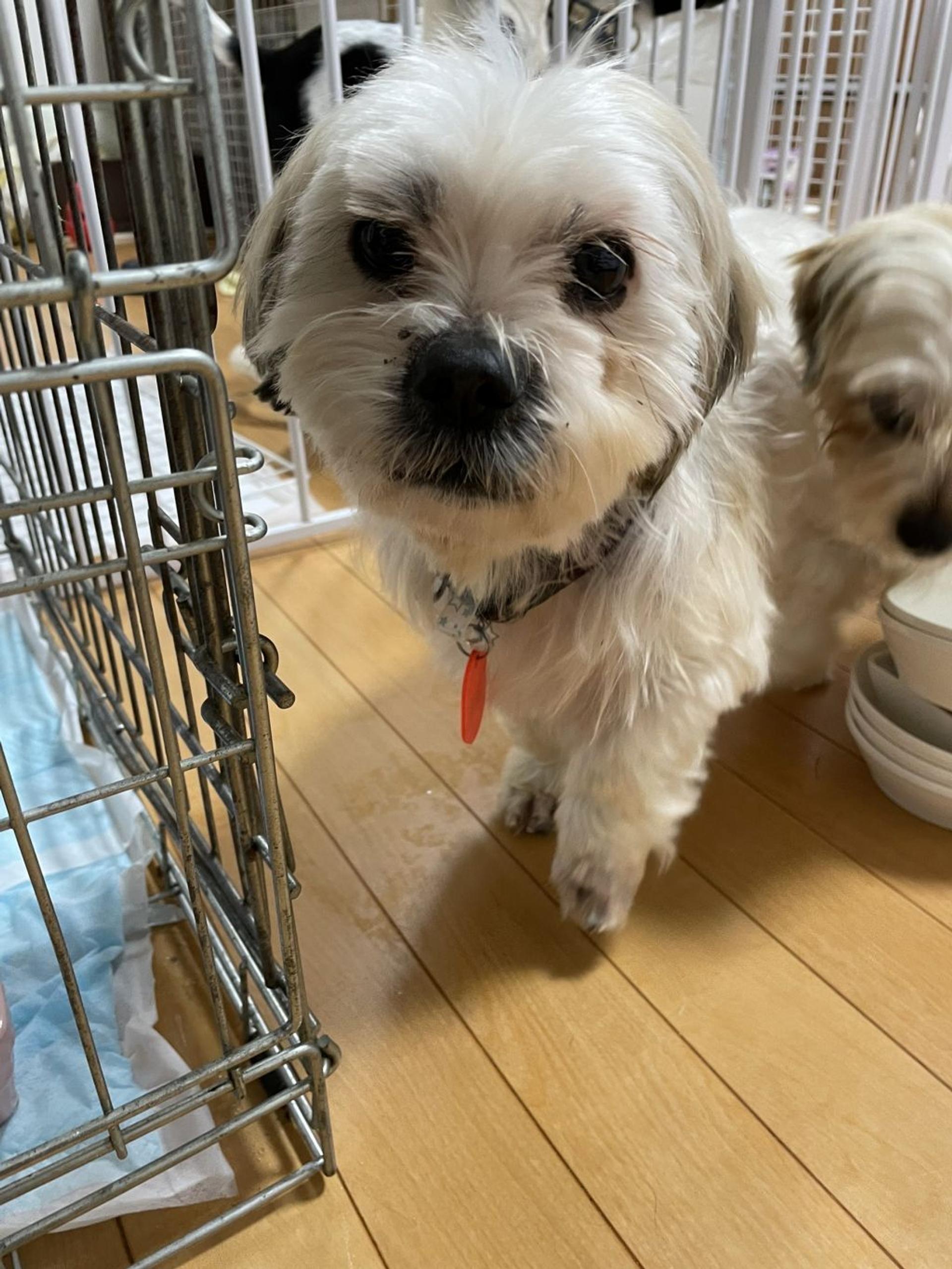 pet-image-4